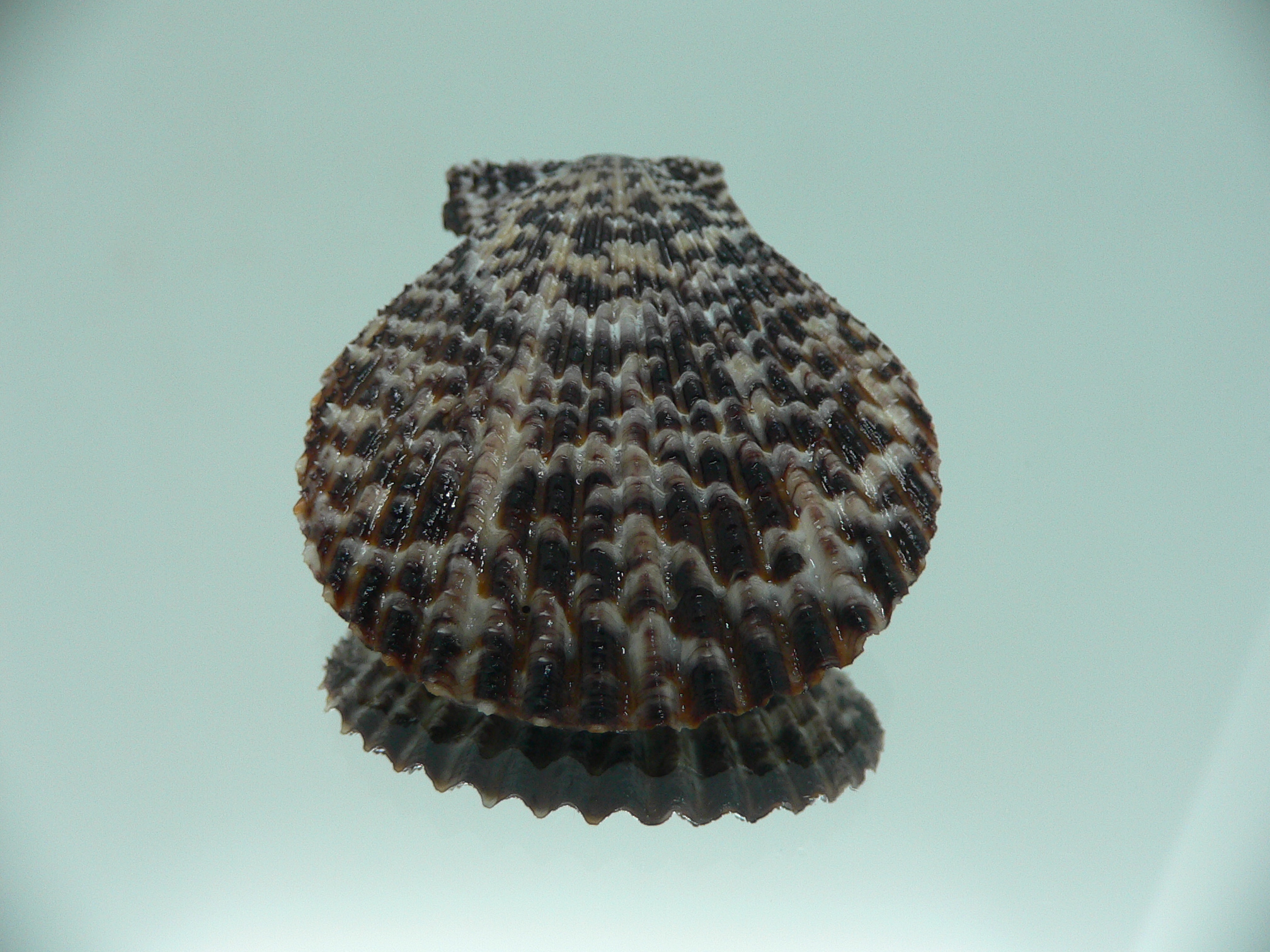Mimachlamys lentiginosa