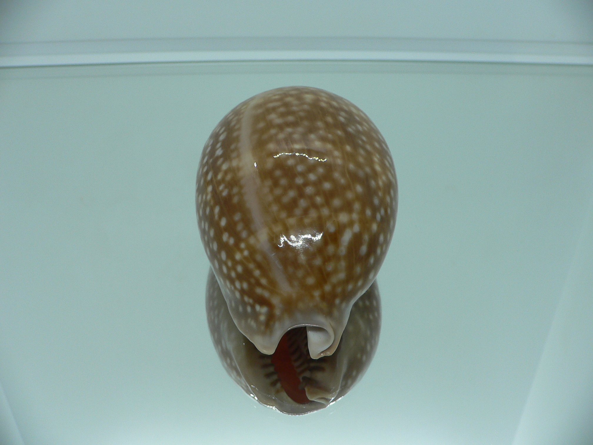 Cypraea cervus cervus RARE IDEAL