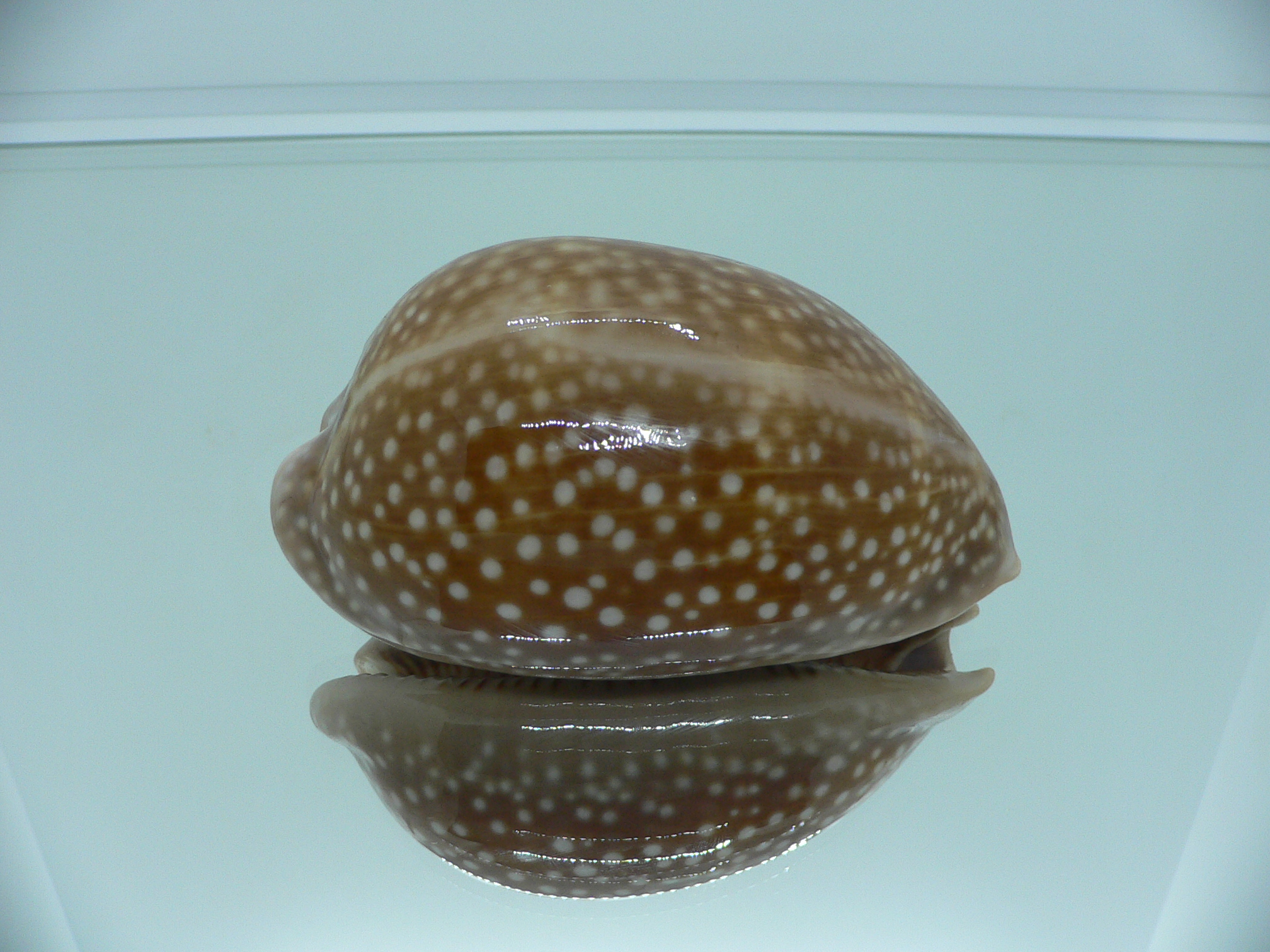 Cypraea cervus cervus RARE IDEAL