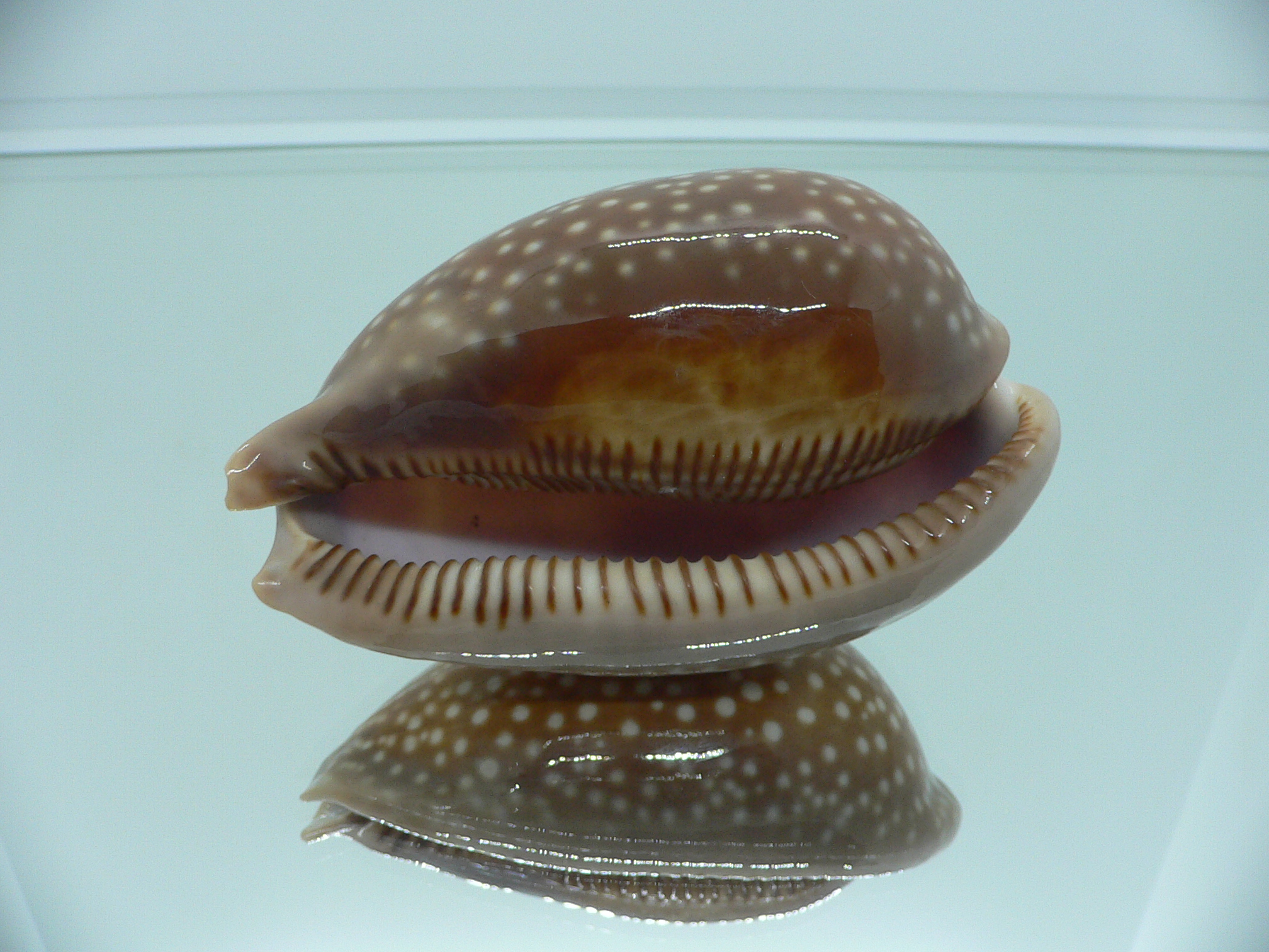 Cypraea cervus cervus RARE IDEAL
