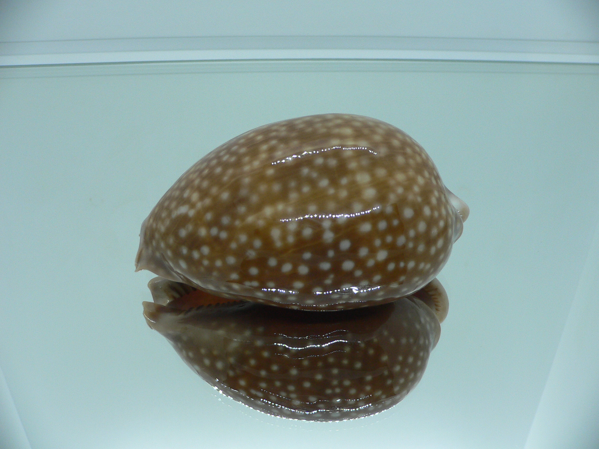 Cypraea cervus cervus RARE IDEAL