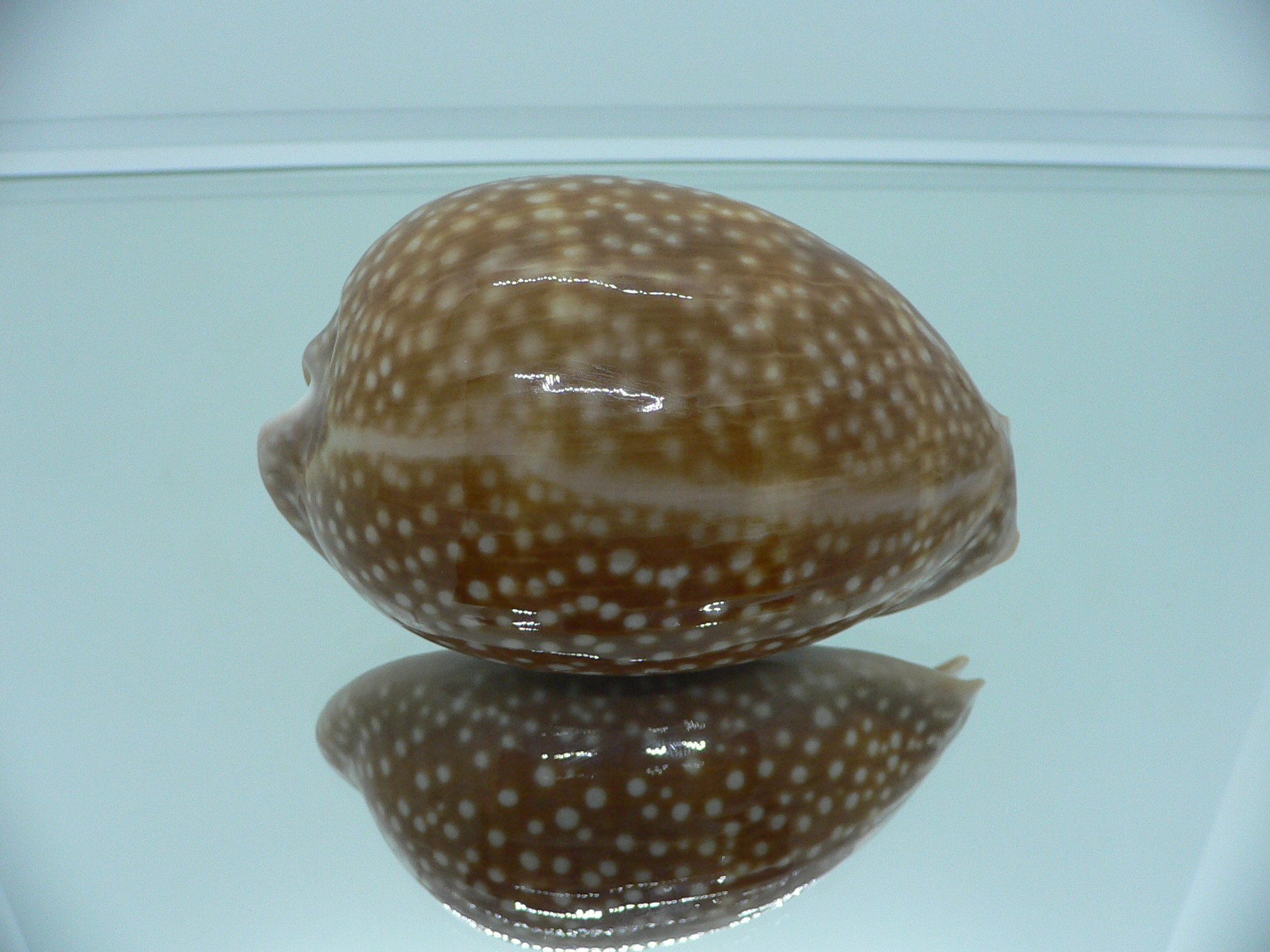 Cypraea cervus cervus RARE IDEAL