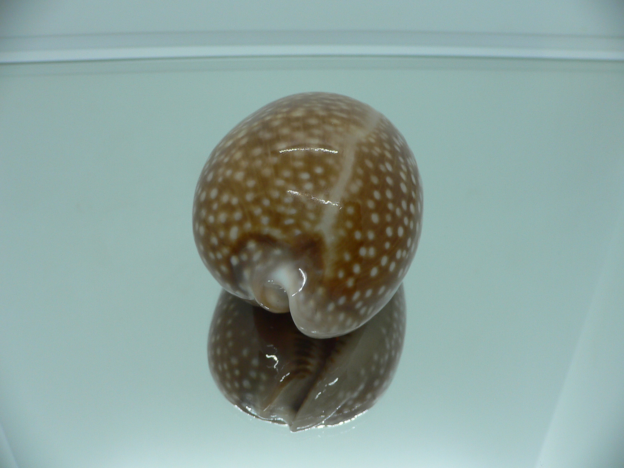 Cypraea cervus cervus RARE IDEAL