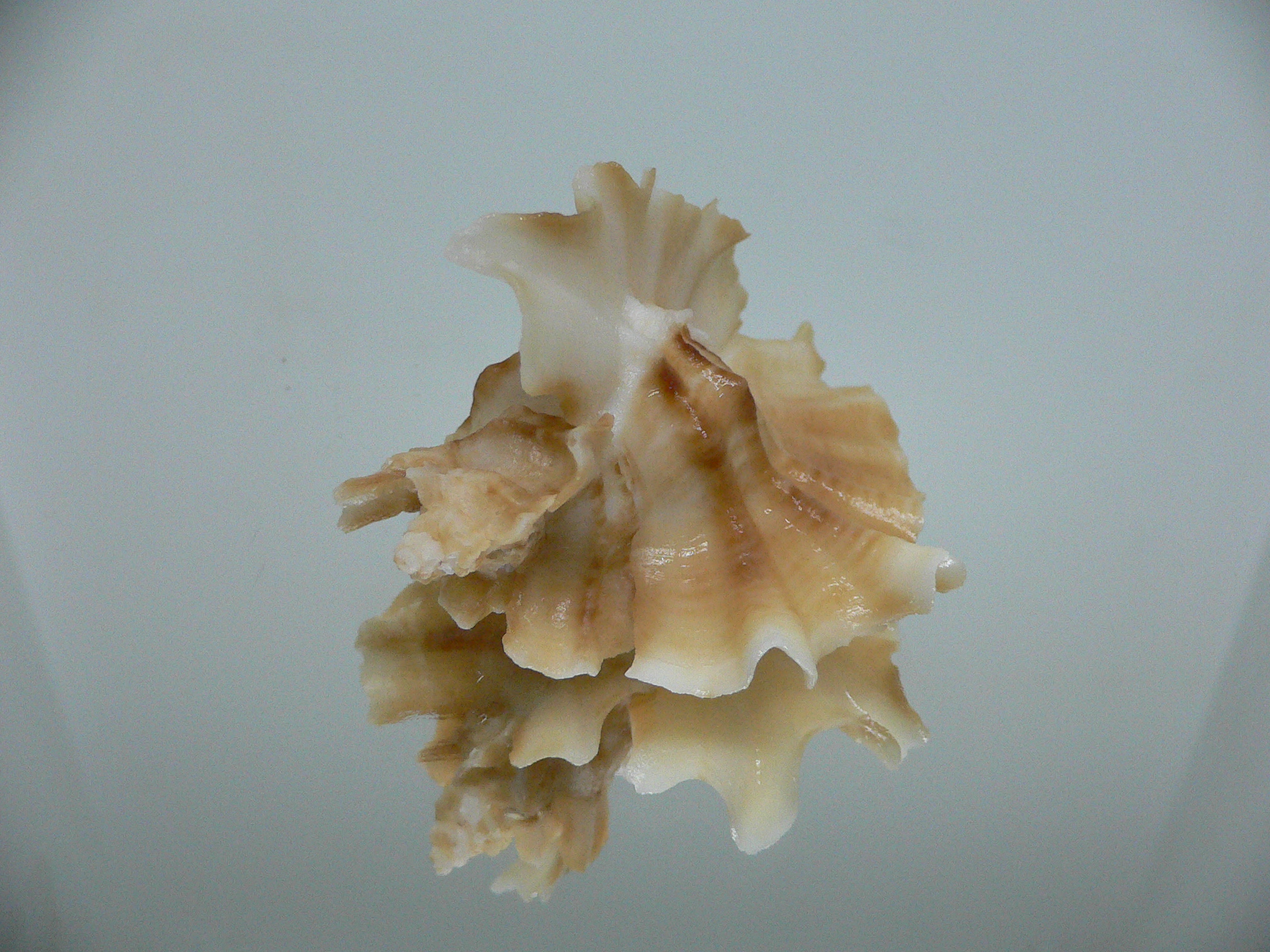 Ceratostoma foliatum GOLD FORM