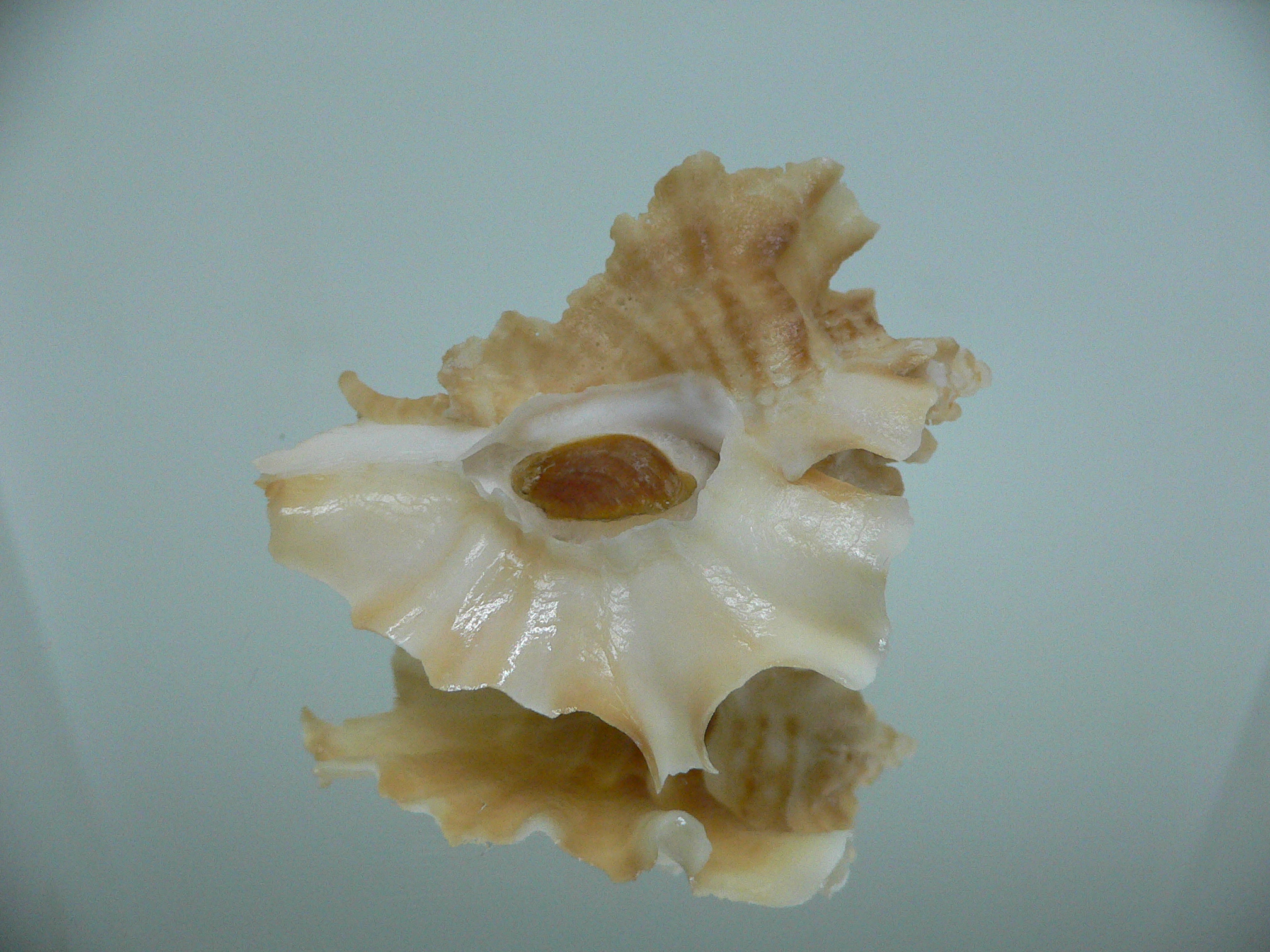 Ceratostoma foliatum GOLD FORM