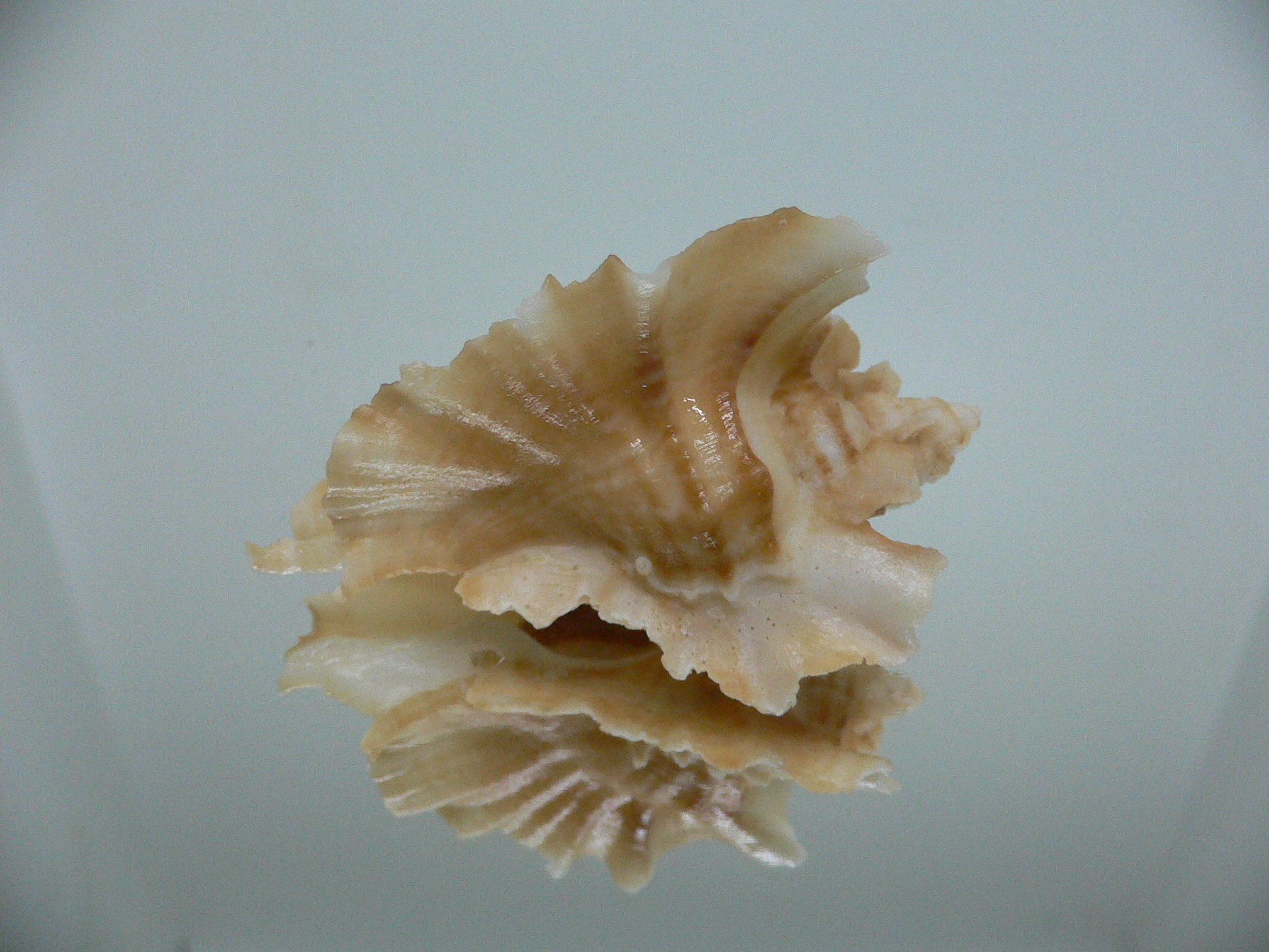 Ceratostoma foliatum GOLD FORM