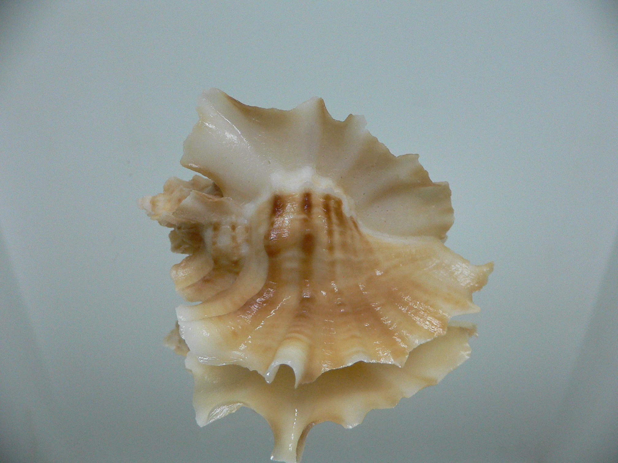 Ceratostoma foliatum GOLD FORM