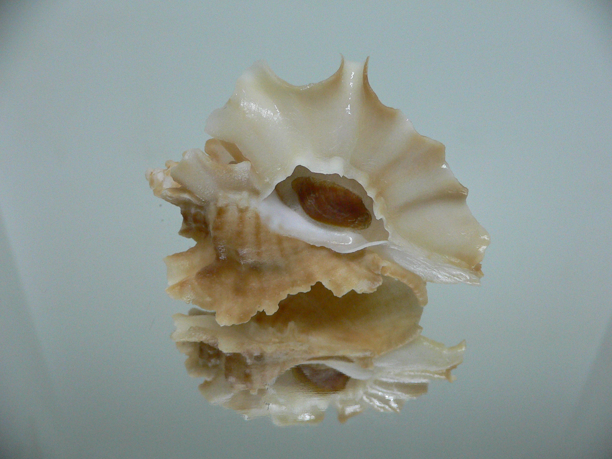 Ceratostoma foliatum GOLD FORM