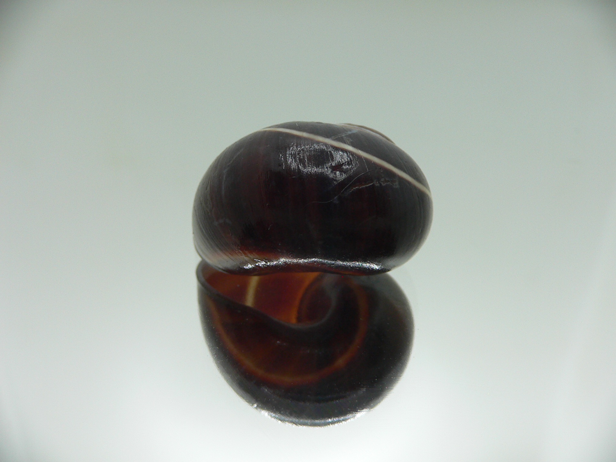 Polymita picta iolimbata VERY RARE ENDEMIC & BLACK & BIG