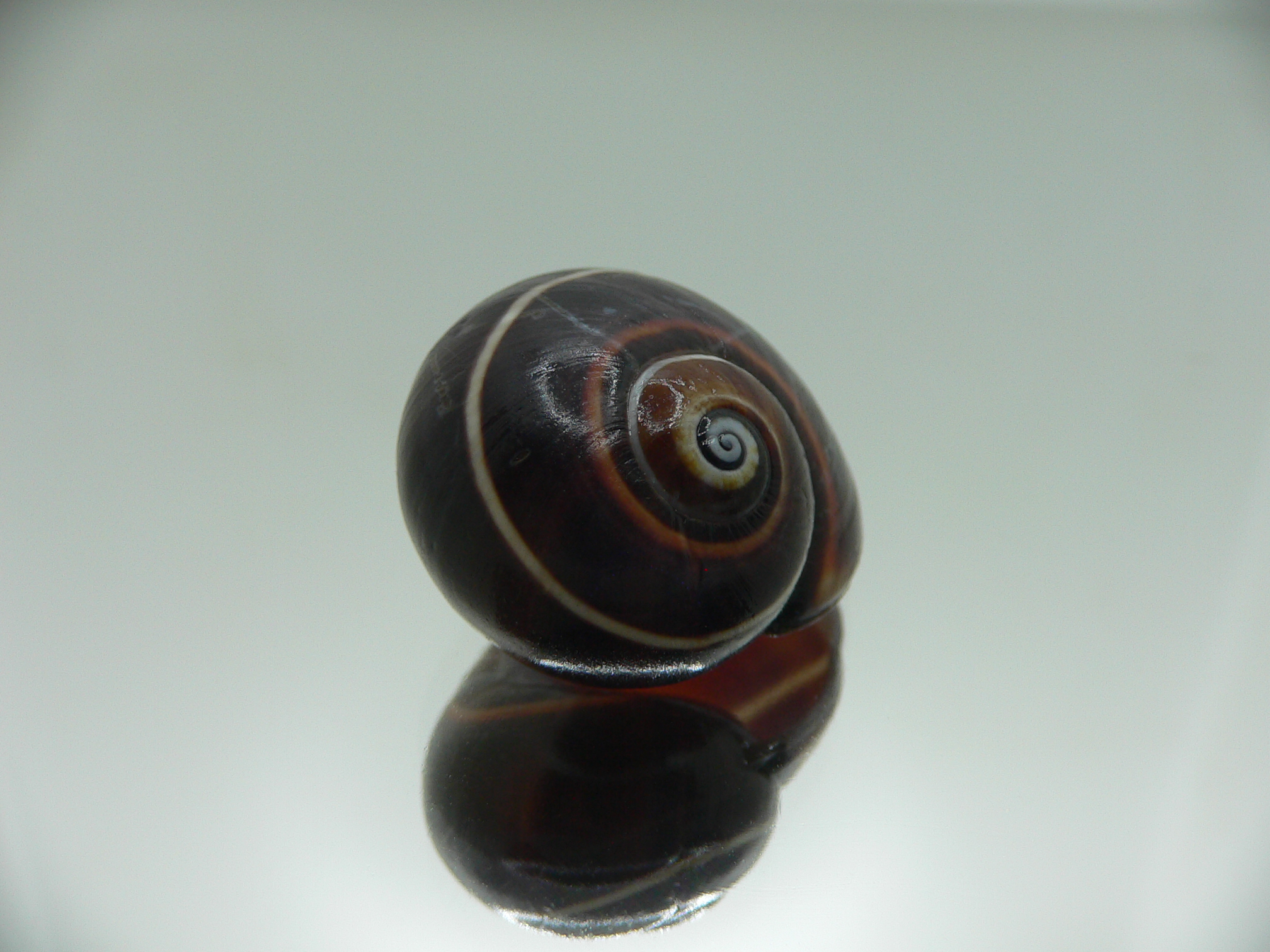 Polymita picta iolimbata VERY RARE ENDEMIC & BLACK & BIG