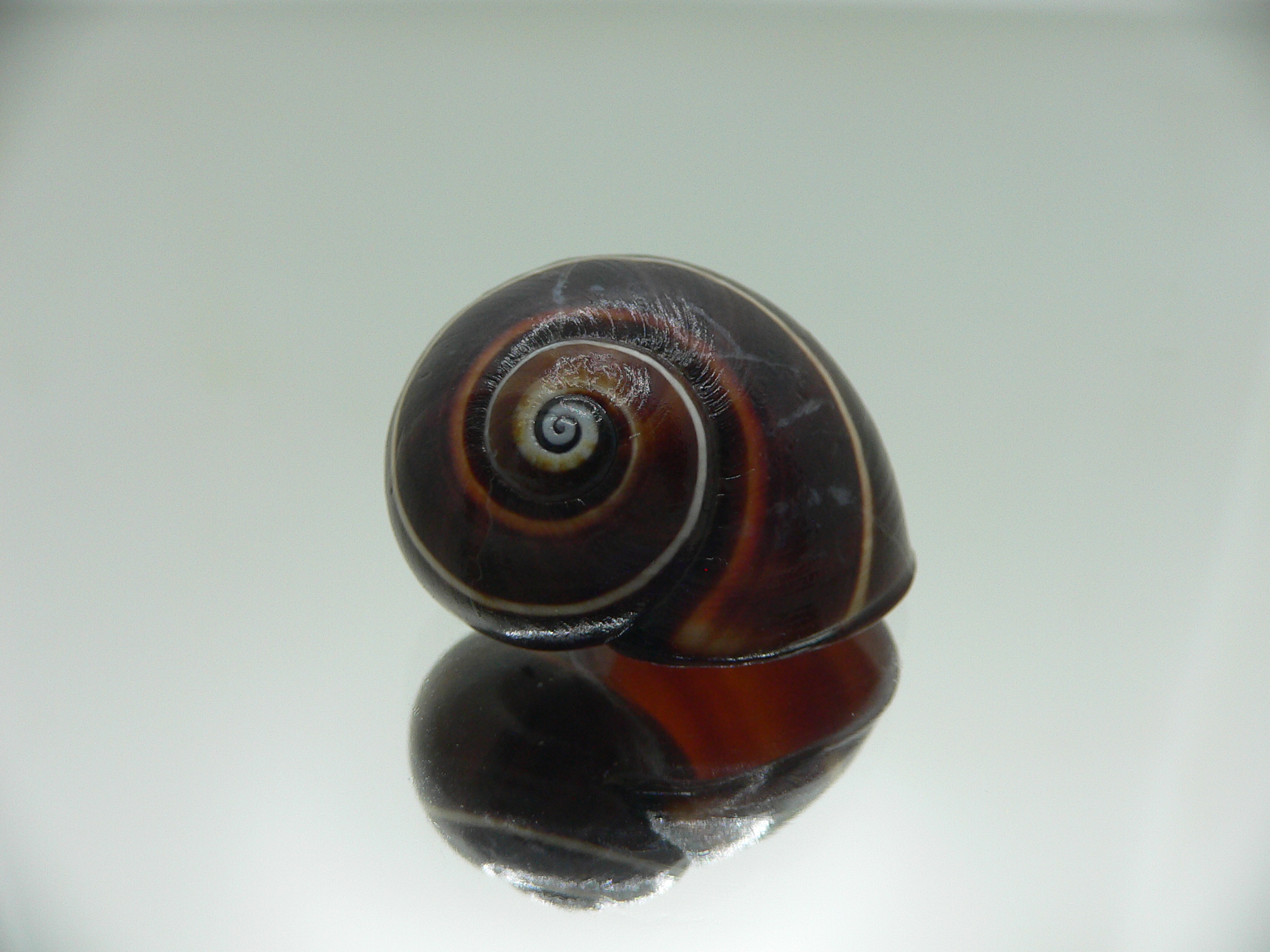 Polymita picta iolimbata VERY RARE ENDEMIC & BLACK & BIG