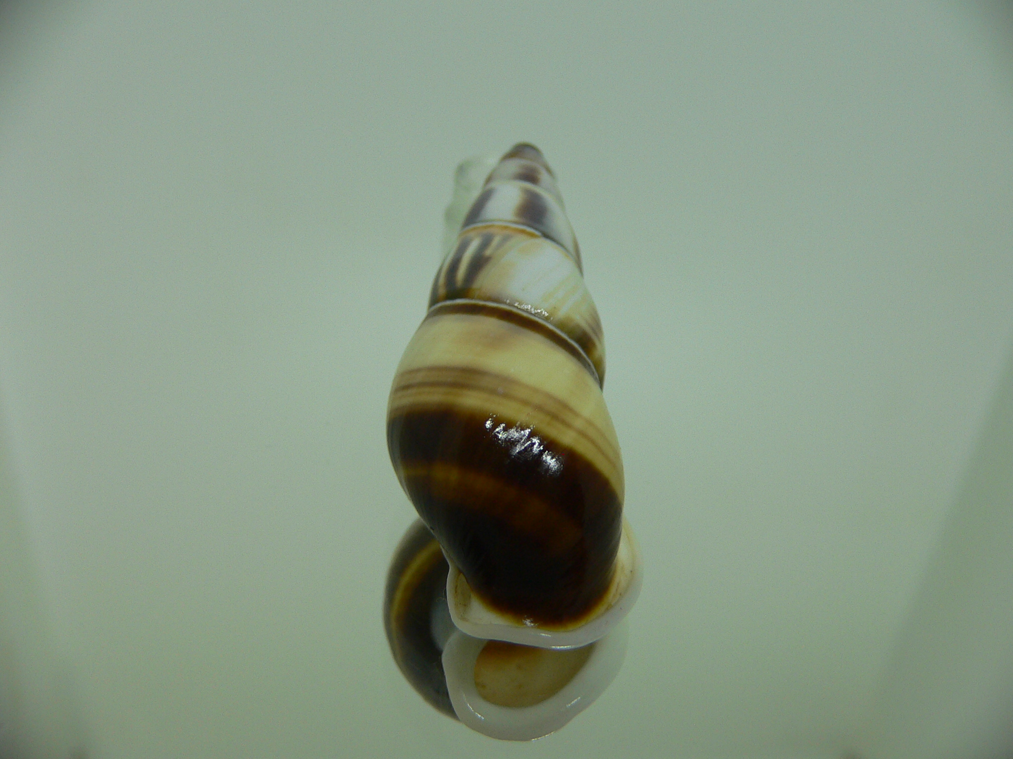 Amphidromus contrarius hanieli BIG & DARK