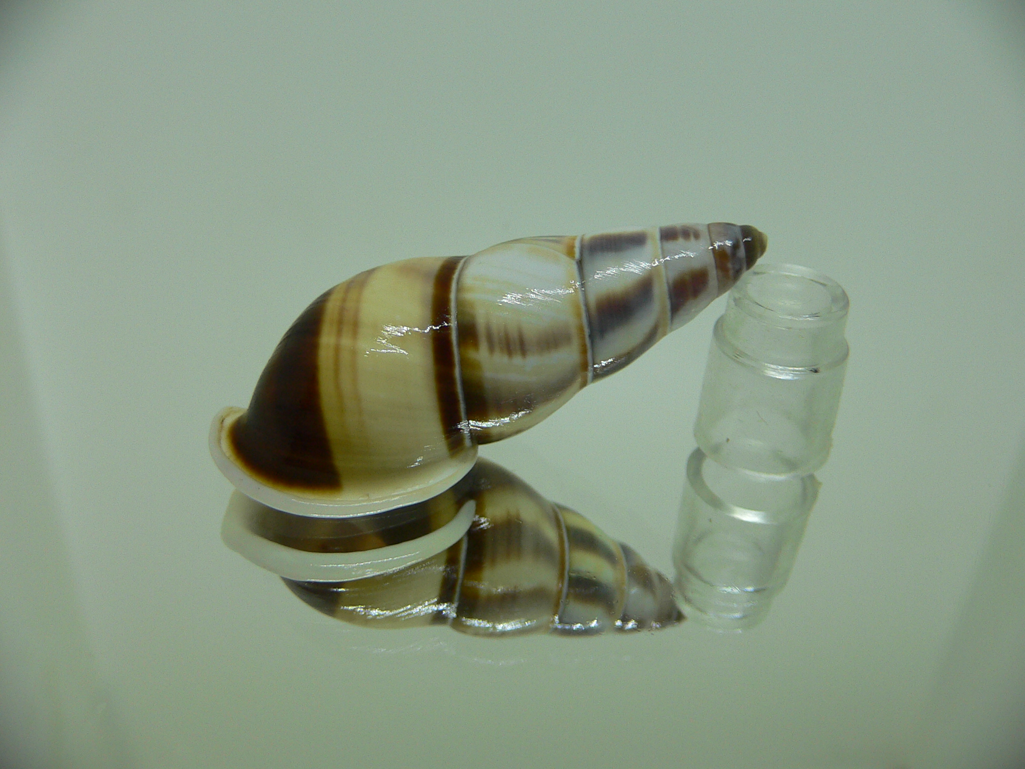 Amphidromus contrarius hanieli BIG & DARK