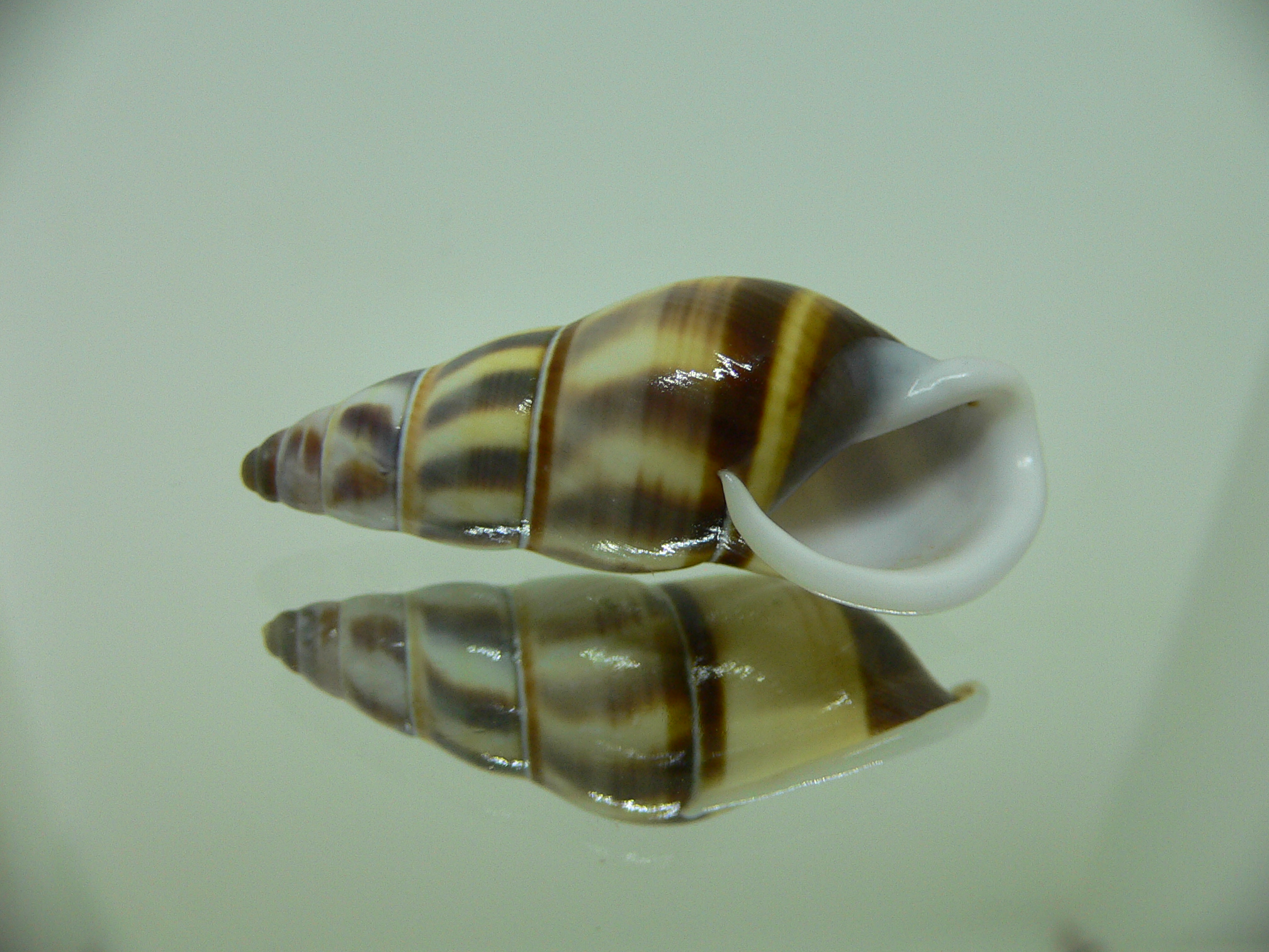 Amphidromus contrarius hanieli BIG & DARK
