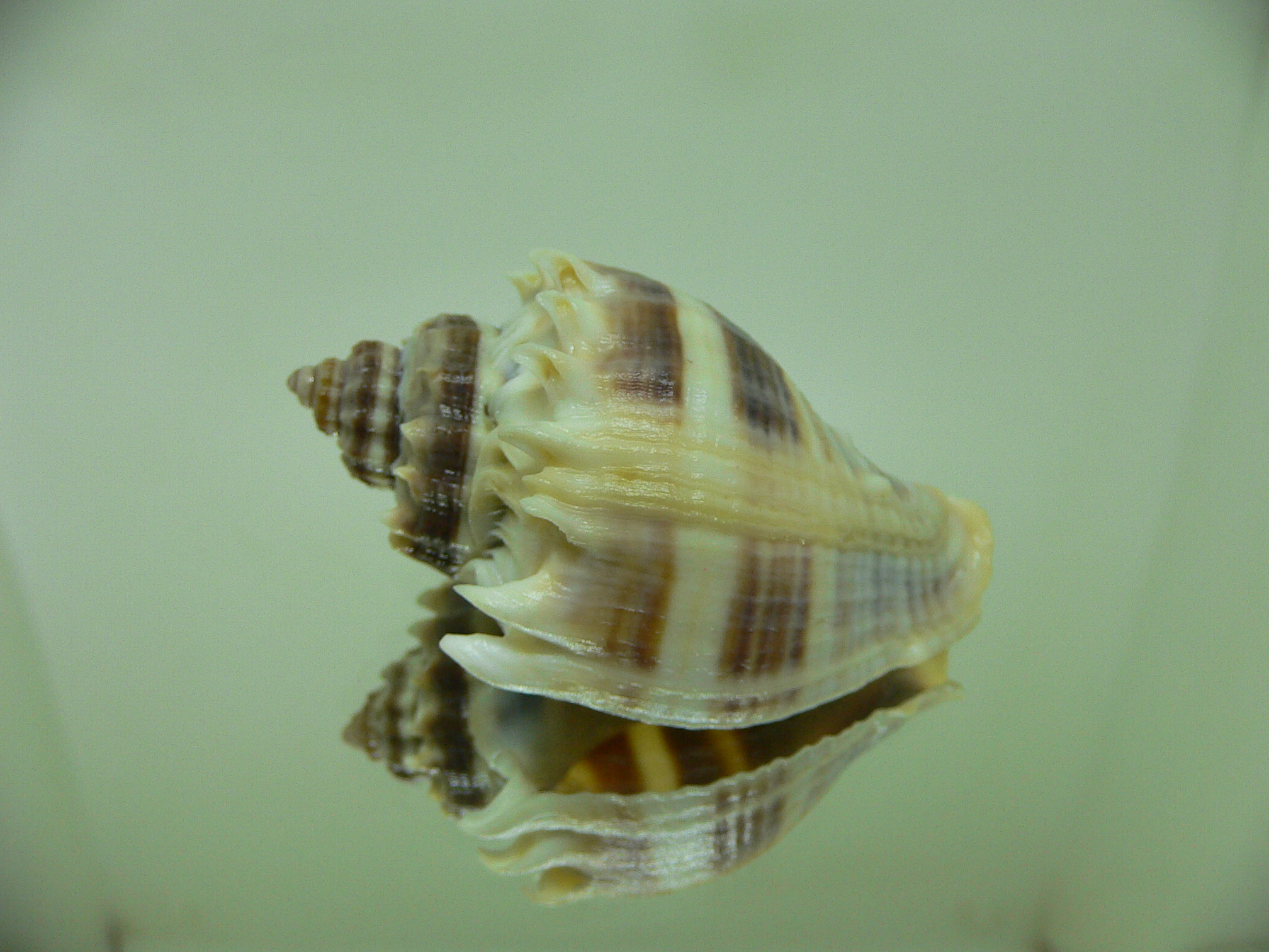 Melongena corona johnstonei (var.)