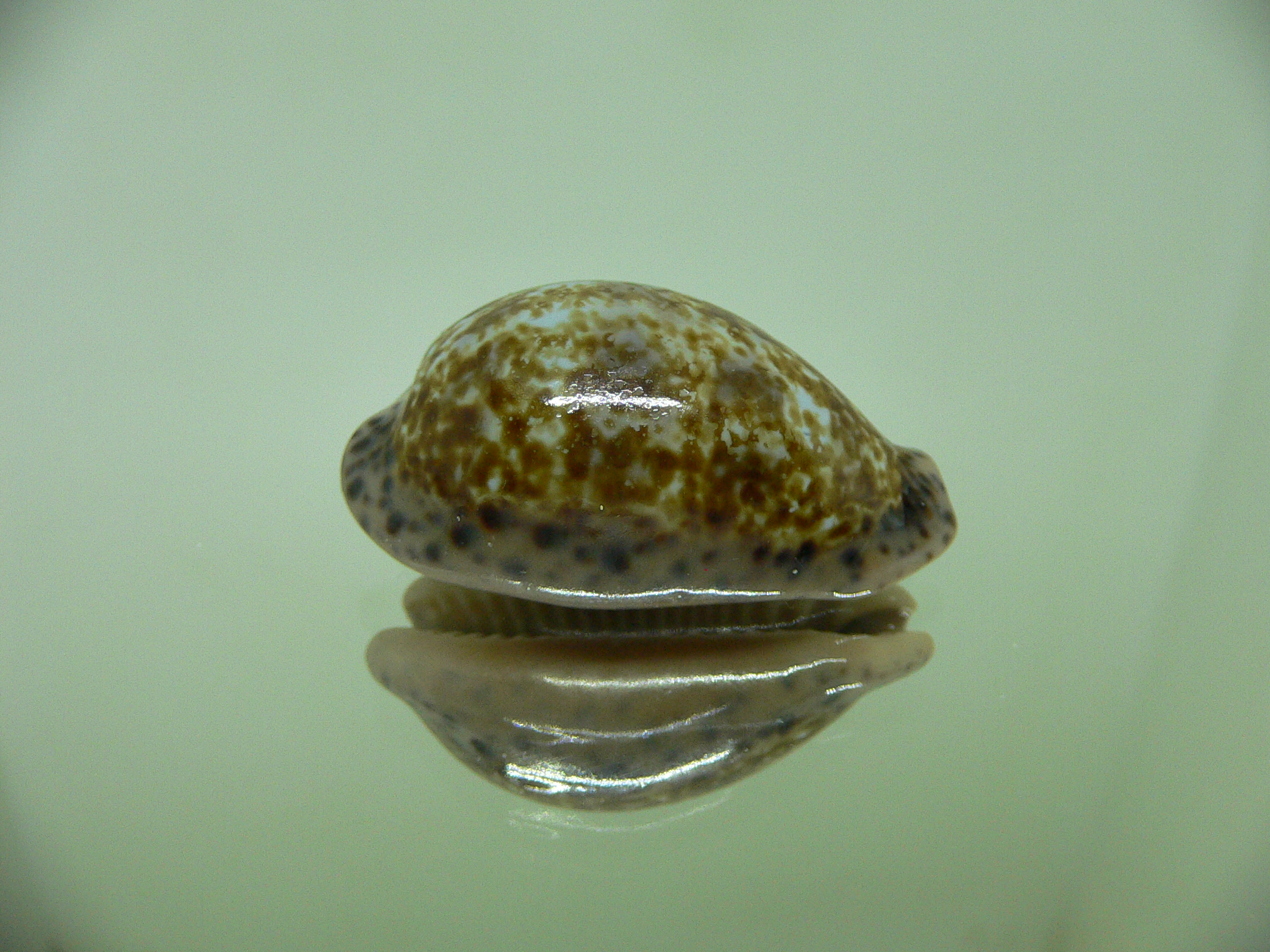 Cypraea annettae