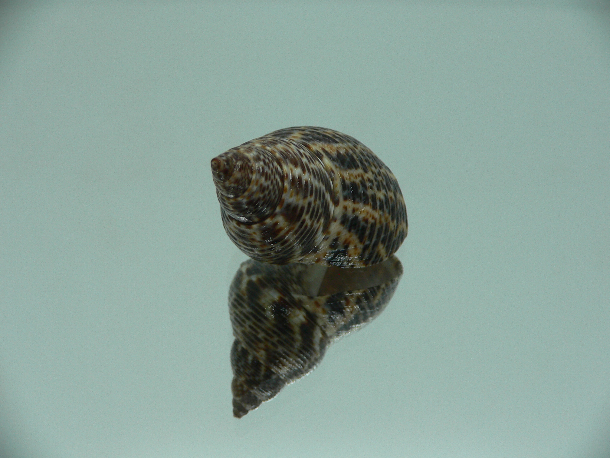 Littorinopsis scabra BIG & ZIGZAG