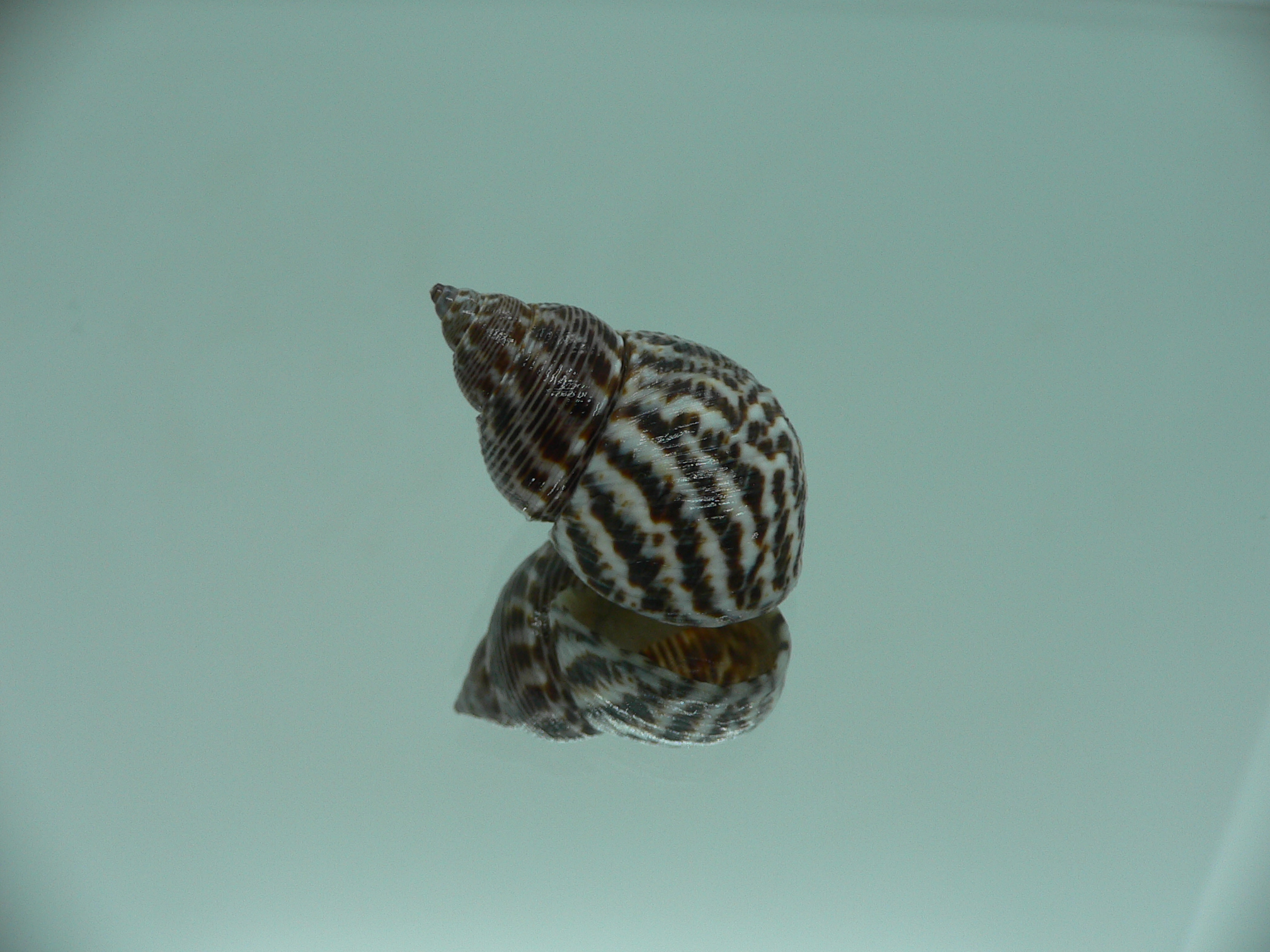 Littorinopsis scabra ZIGZAG