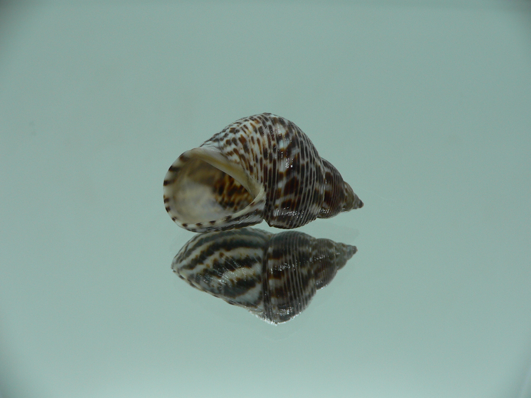 Littorinopsis scabra ZIGZAG