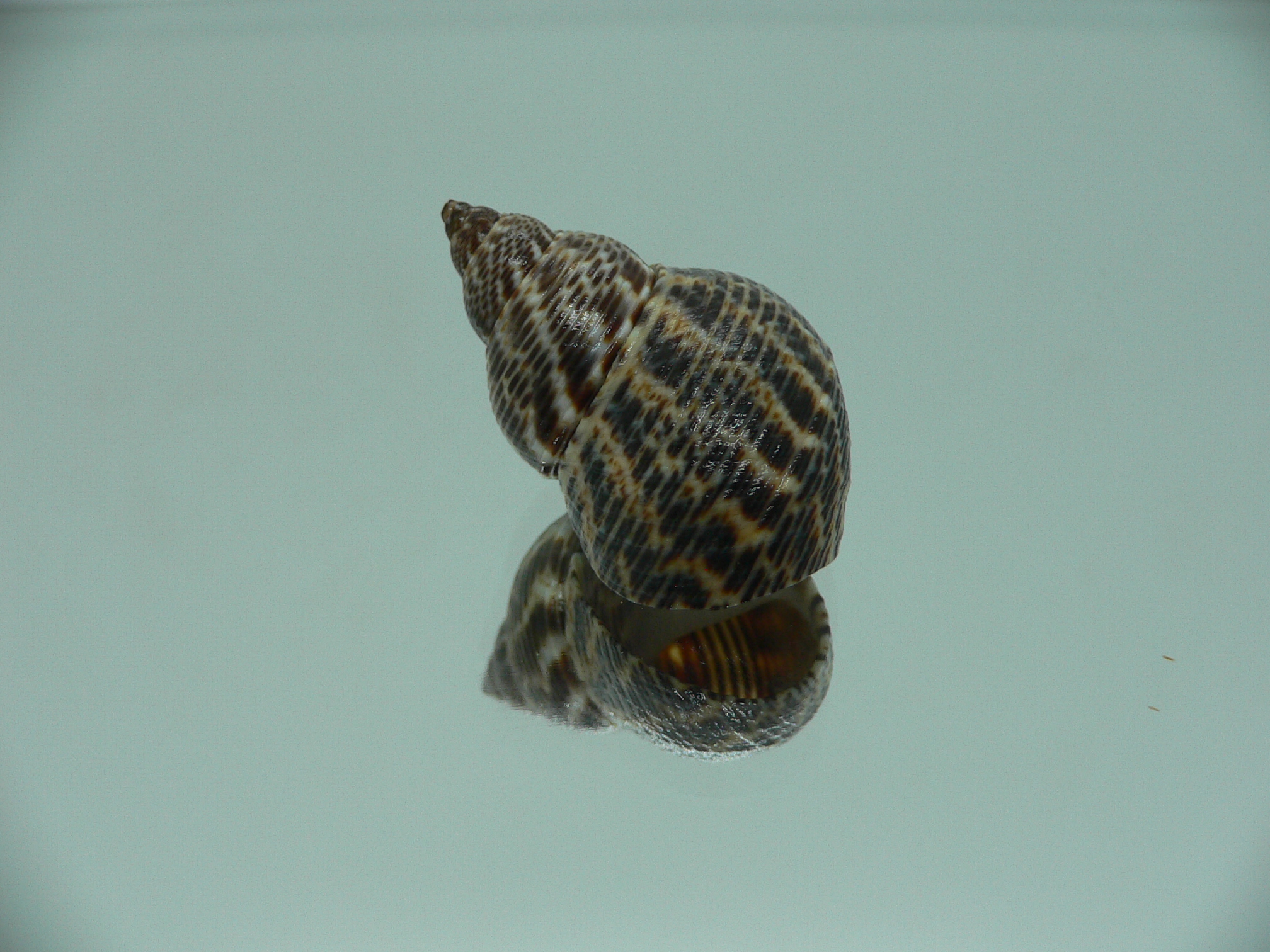Littorinopsis scabra BIG & ZIGZAG
