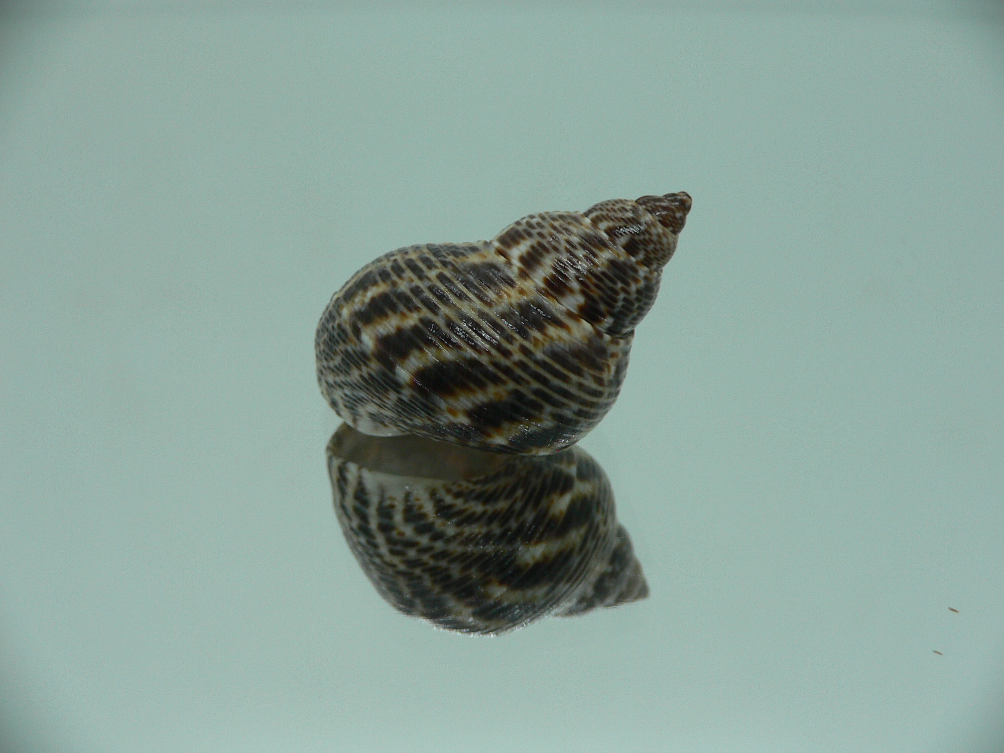 Littorinopsis scabra BIG & ZIGZAG