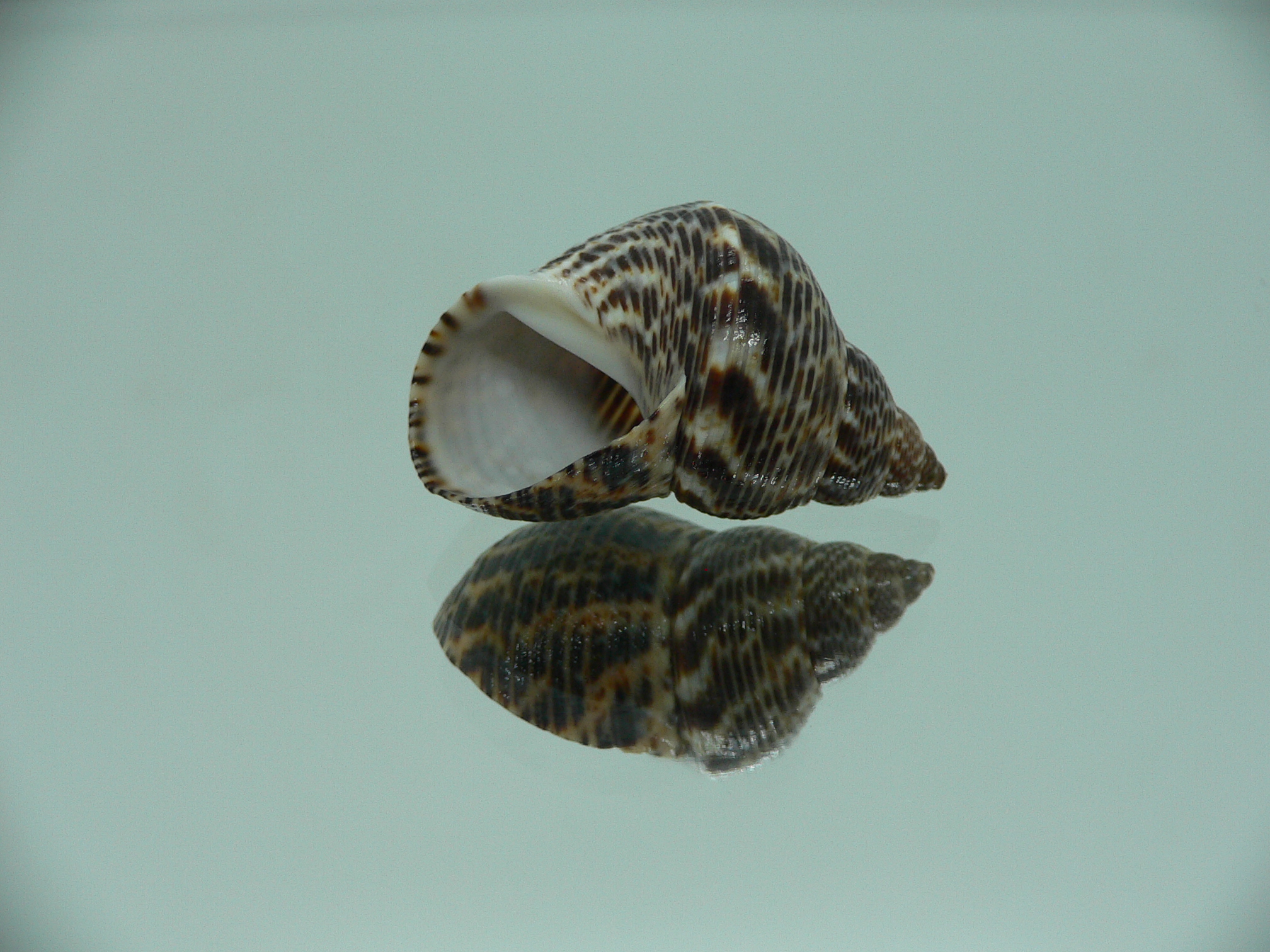 Littorinopsis scabra BIG & ZIGZAG
