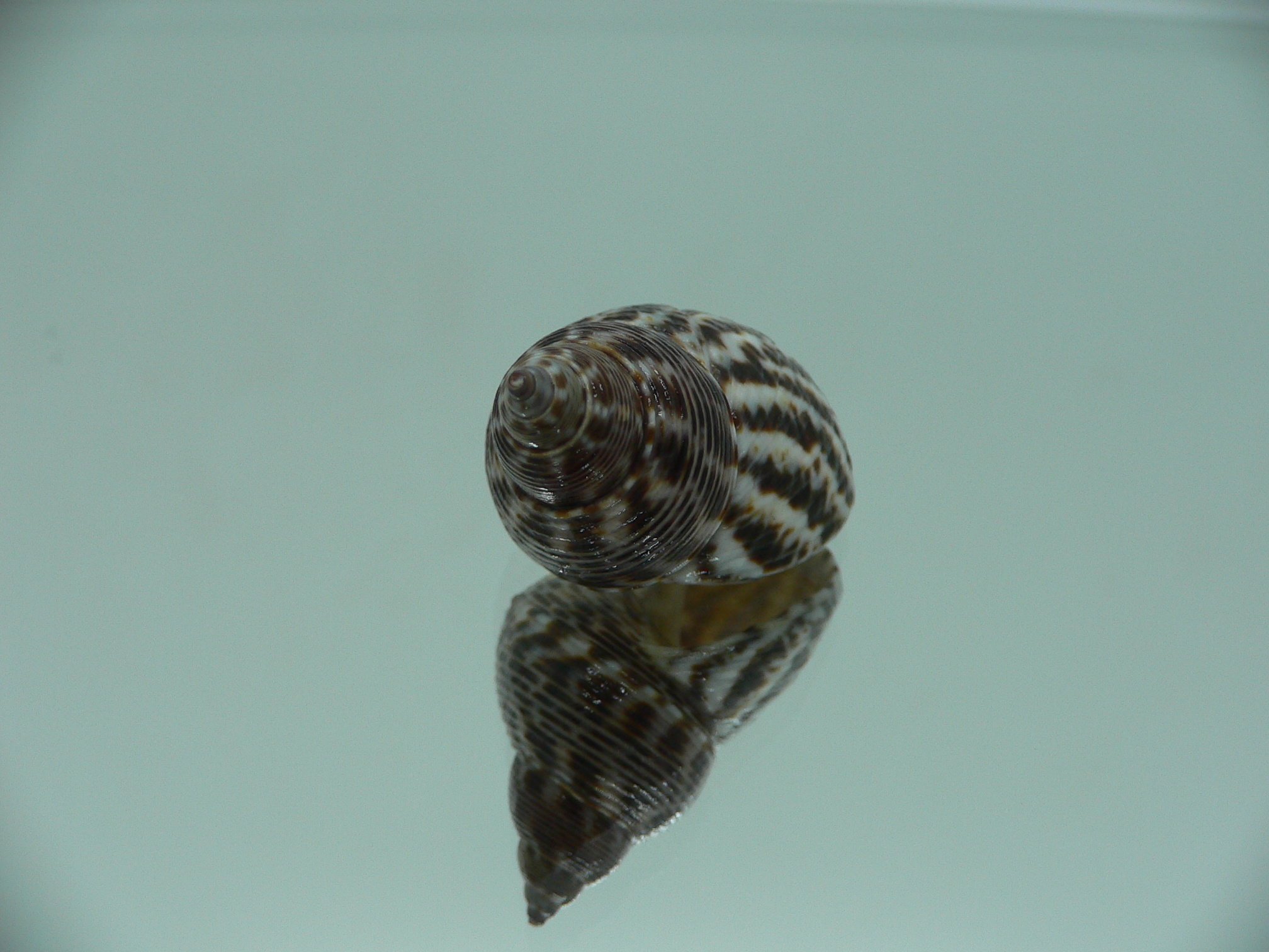 Littorinopsis scabra ZIGZAG