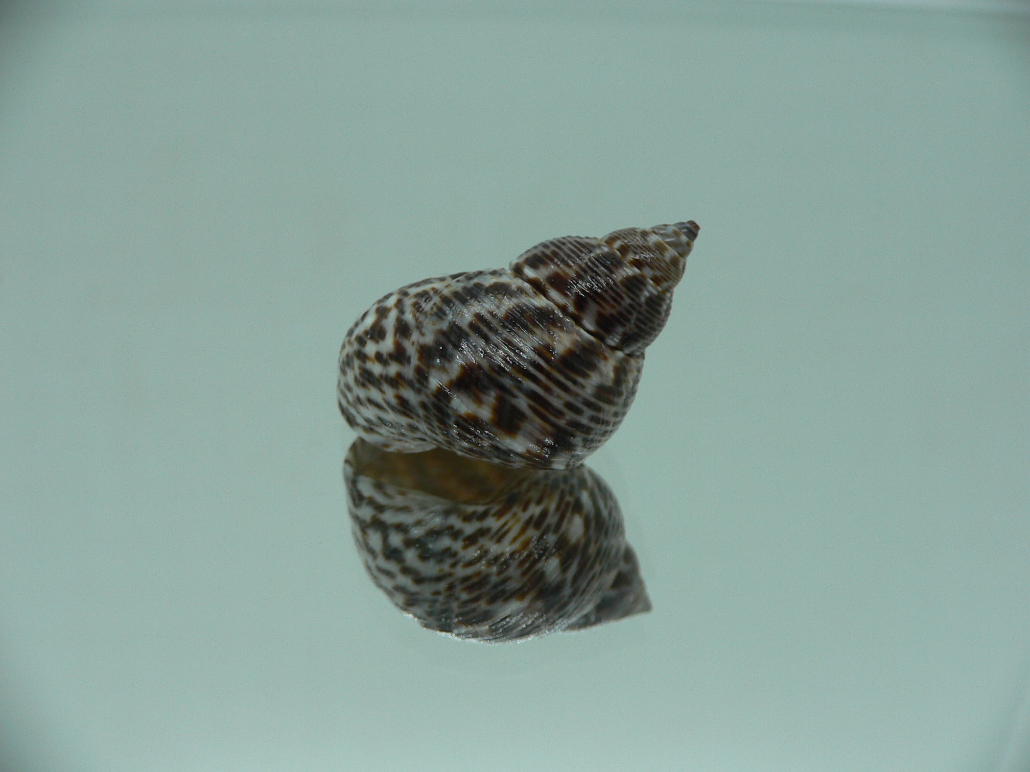 Littorinopsis scabra ZIGZAG