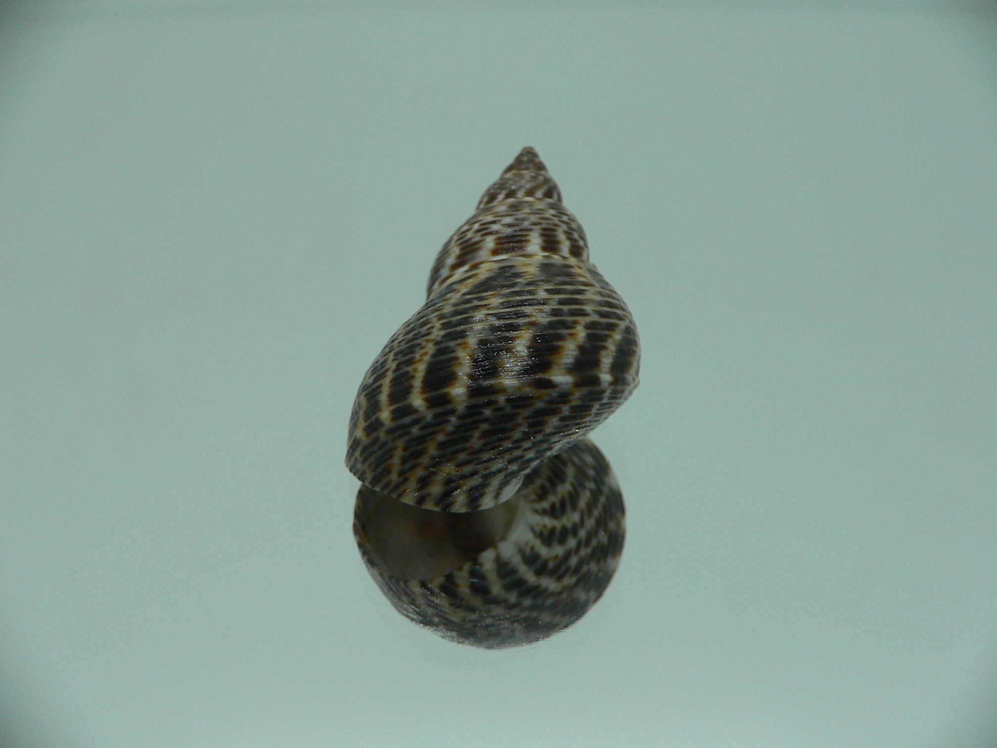 Littorinopsis scabra BIG & ZIGZAG