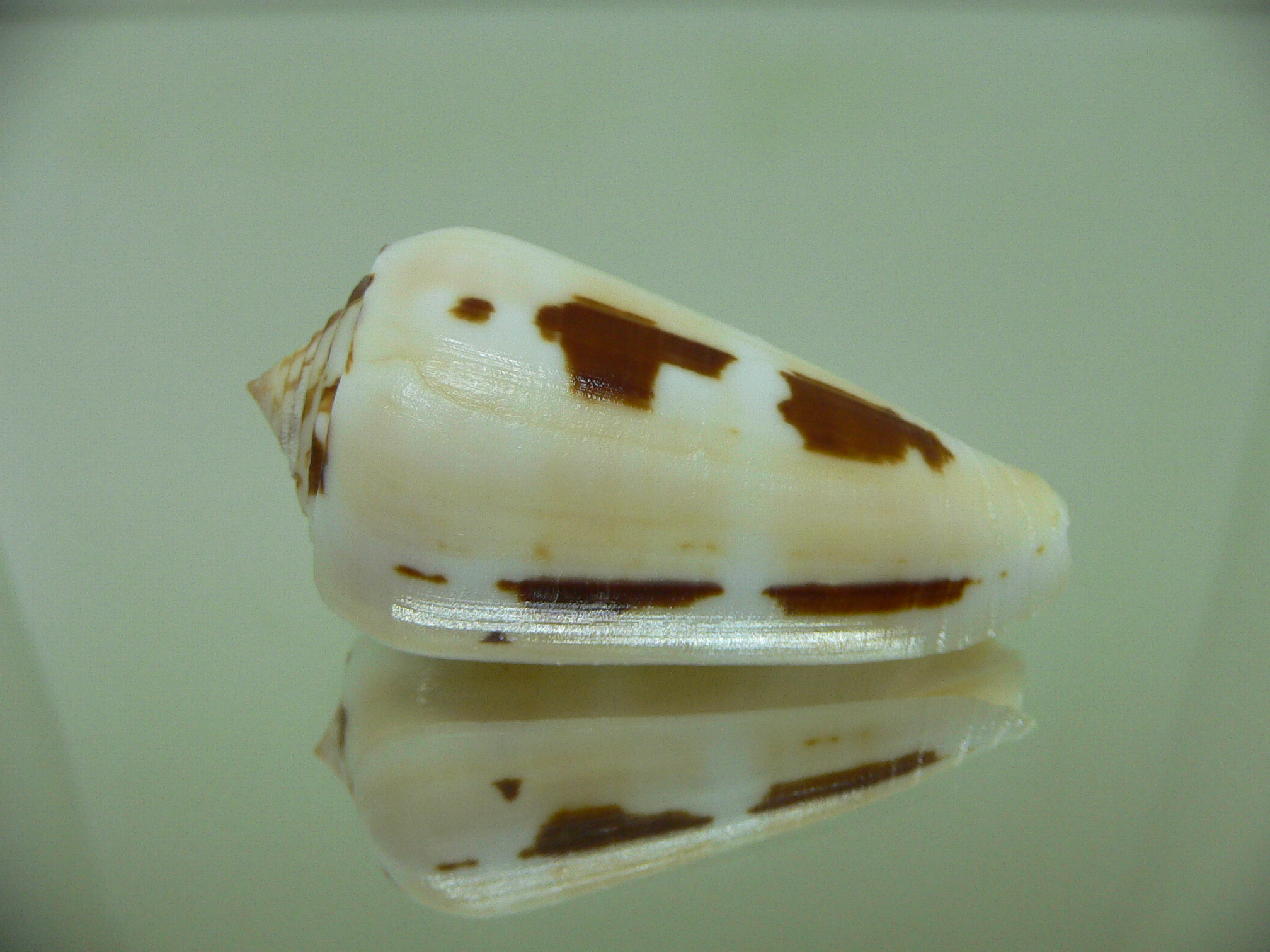 Conus gubernator leehmani (var.) IDEAL