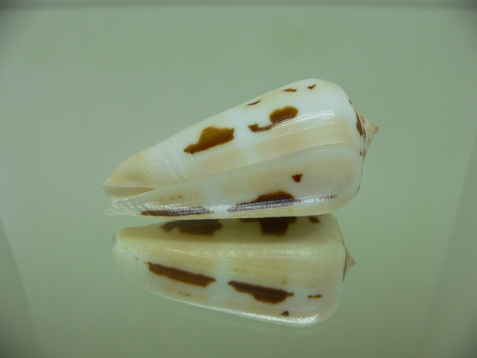 Conus gubernator leehmani (var.) IDEAL