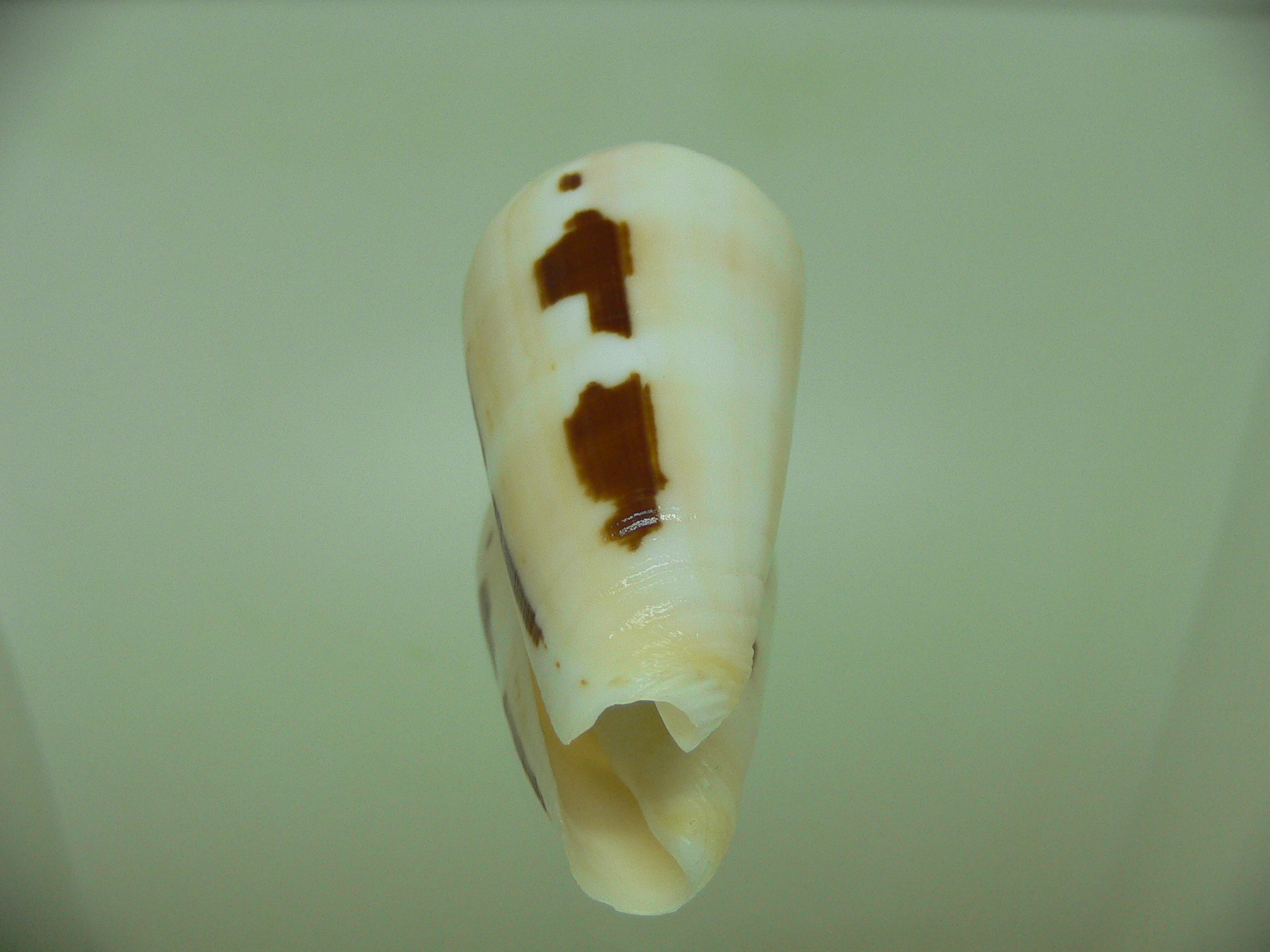 Conus gubernator leehmani (var.) IDEAL