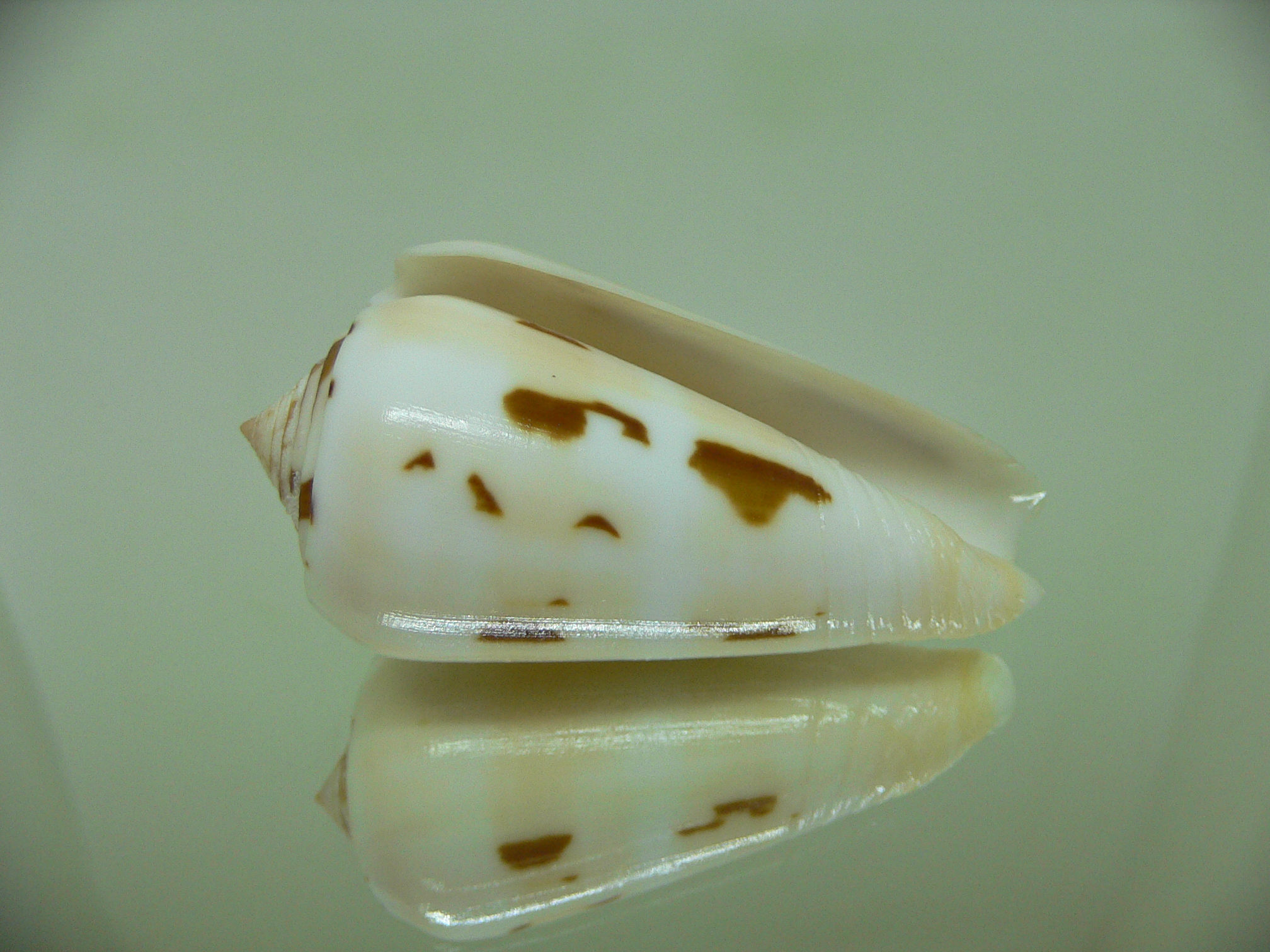 Conus gubernator leehmani (var.) IDEAL