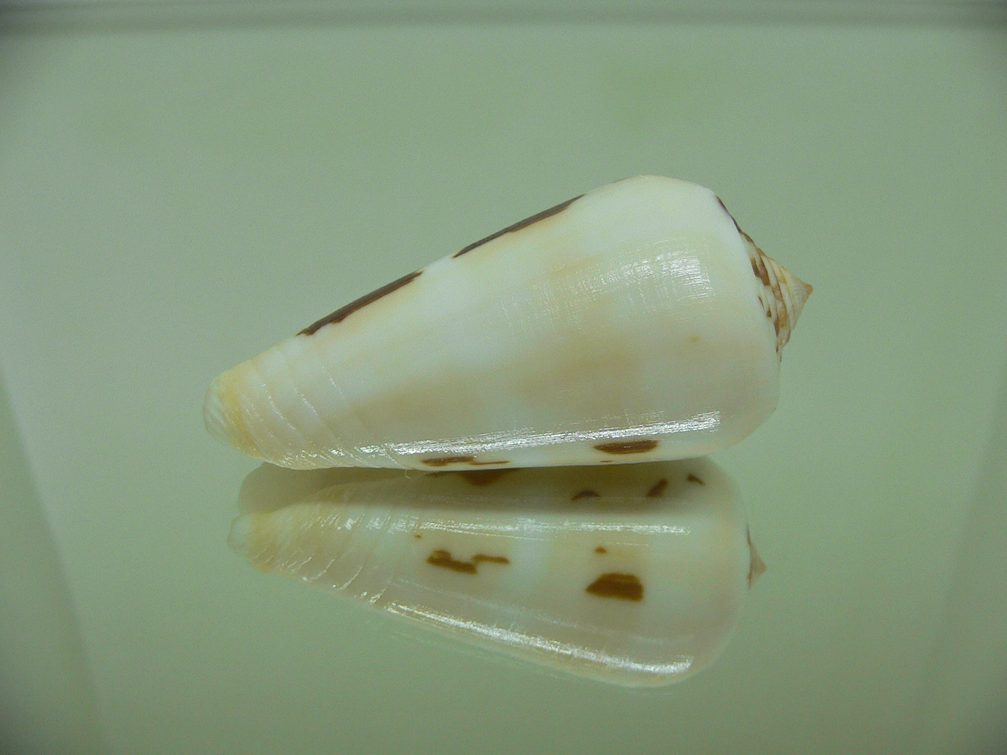 Conus gubernator leehmani (var.) IDEAL