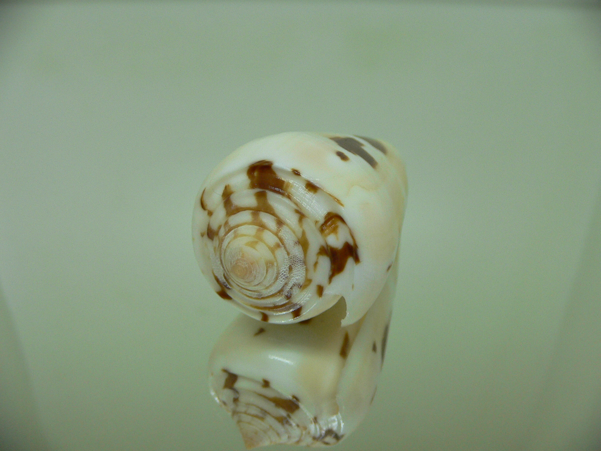 Conus gubernator leehmani (var.) IDEAL