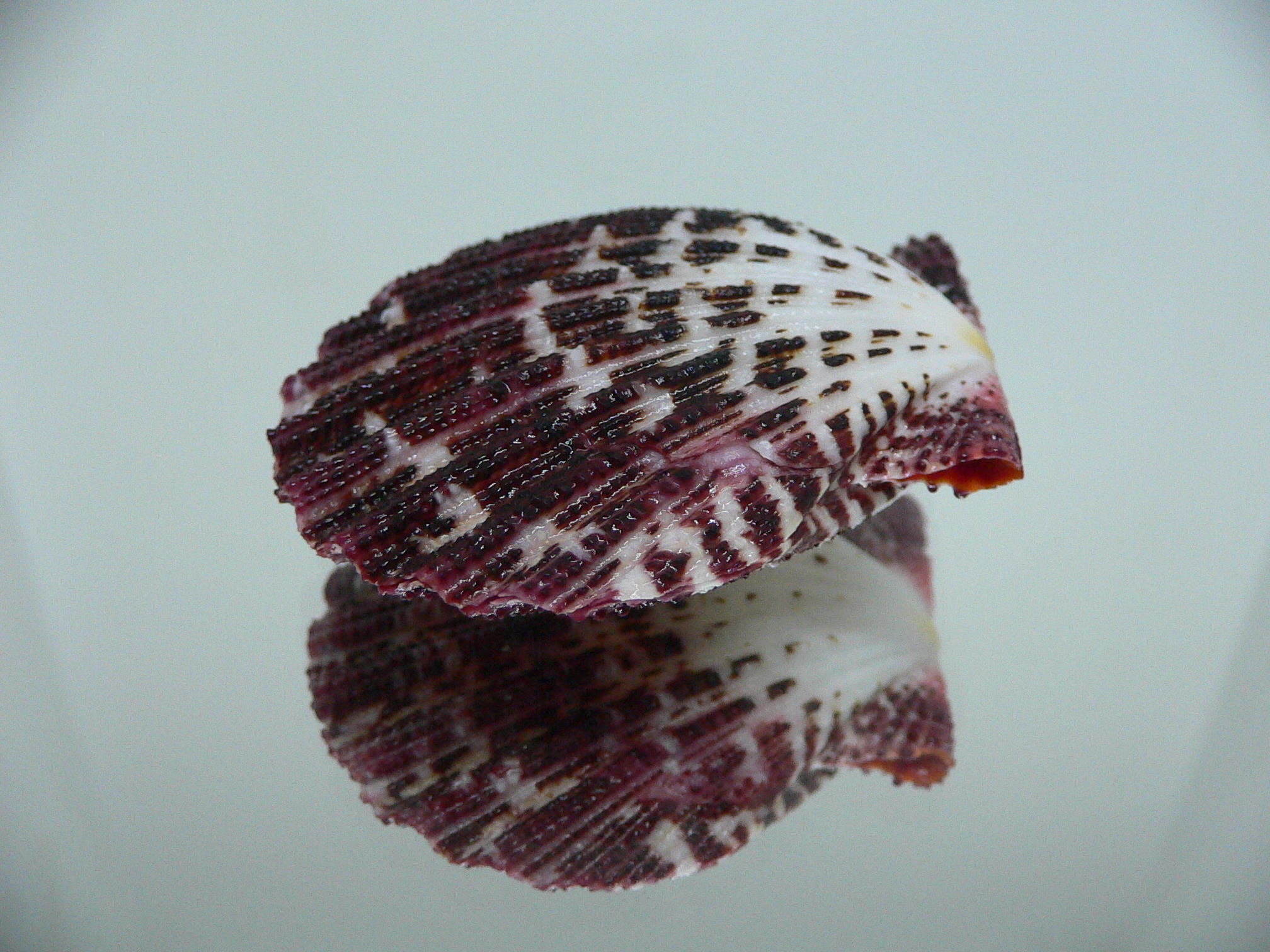 Gloripallium pallium MOTLEY & BORDO