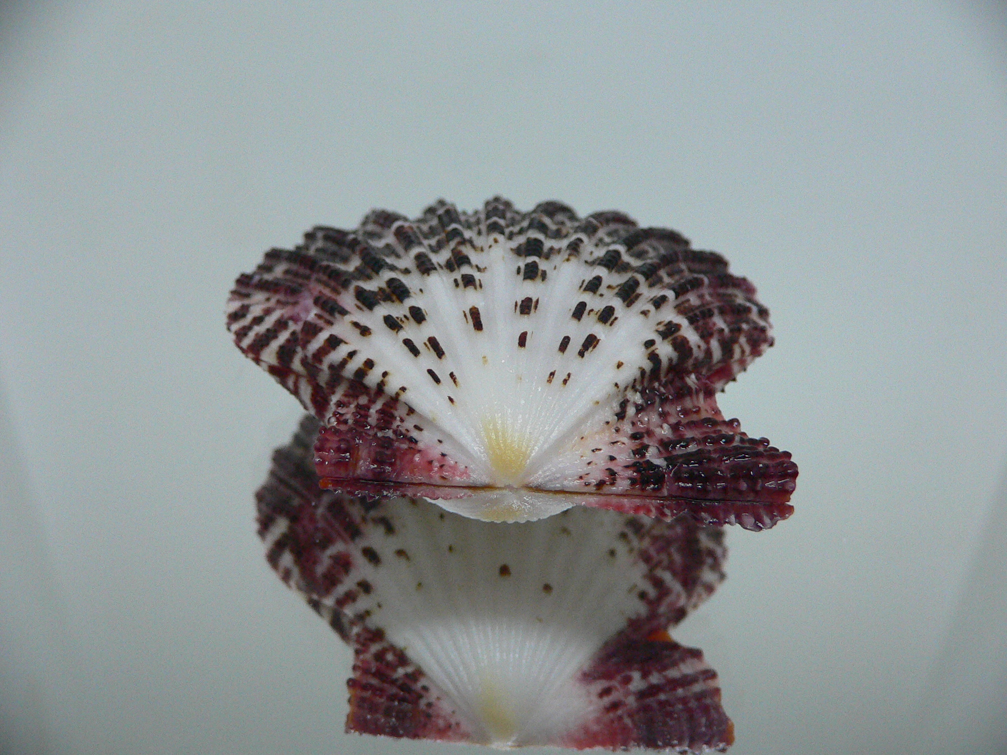 Gloripallium pallium MOTLEY & BORDO