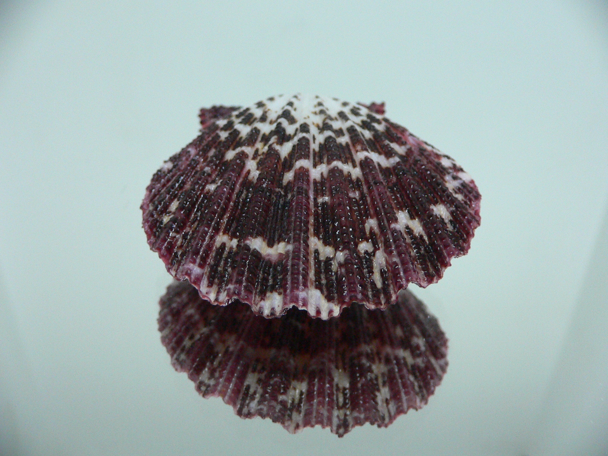 Gloripallium pallium MOTLEY & BORDO