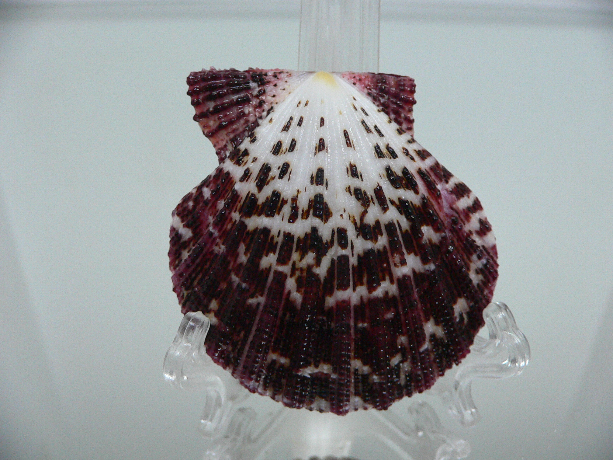 Gloripallium pallium MOTLEY & BORDO