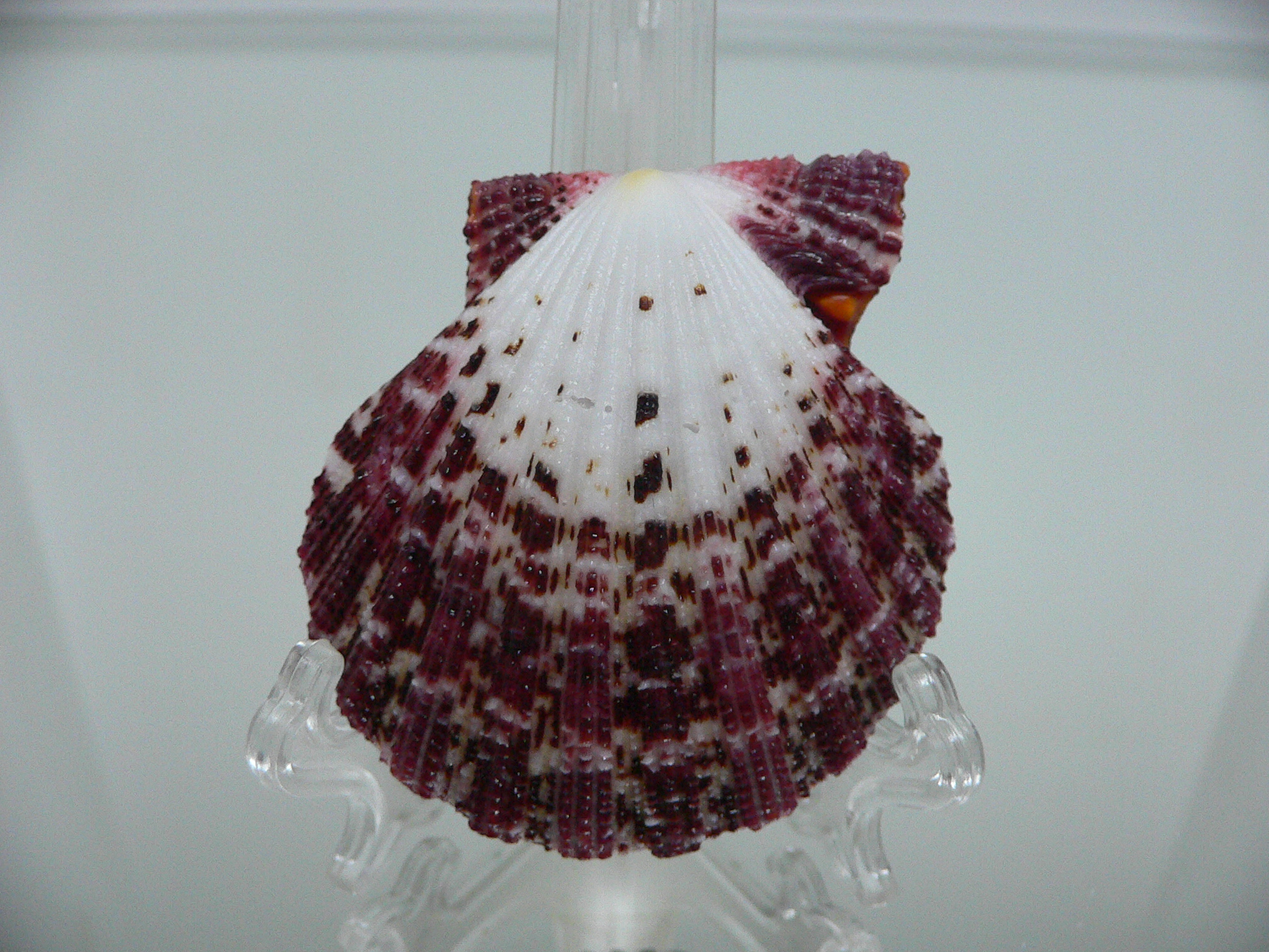 Gloripallium pallium MOTLEY & BORDO