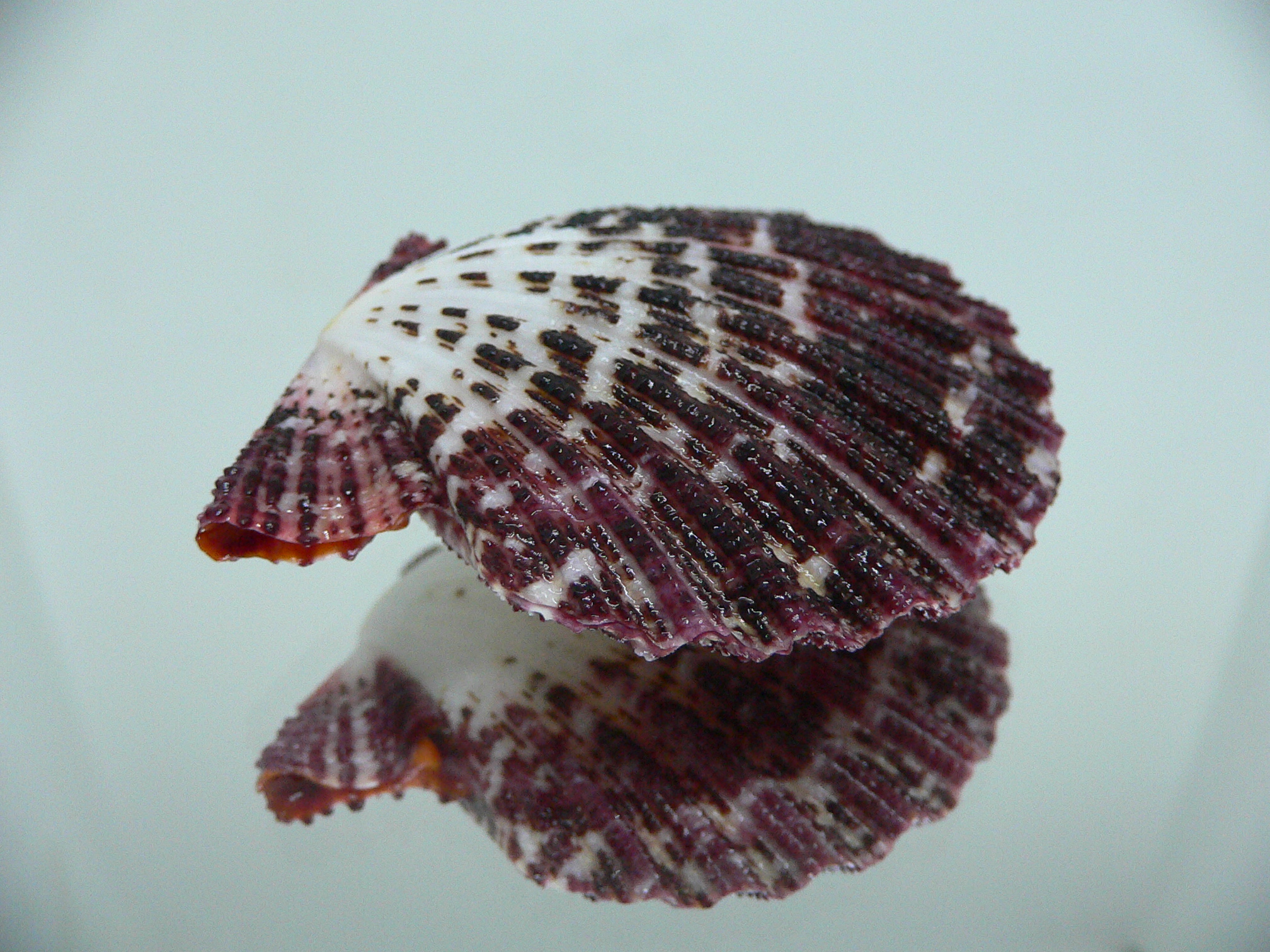 Gloripallium pallium MOTLEY & BORDO