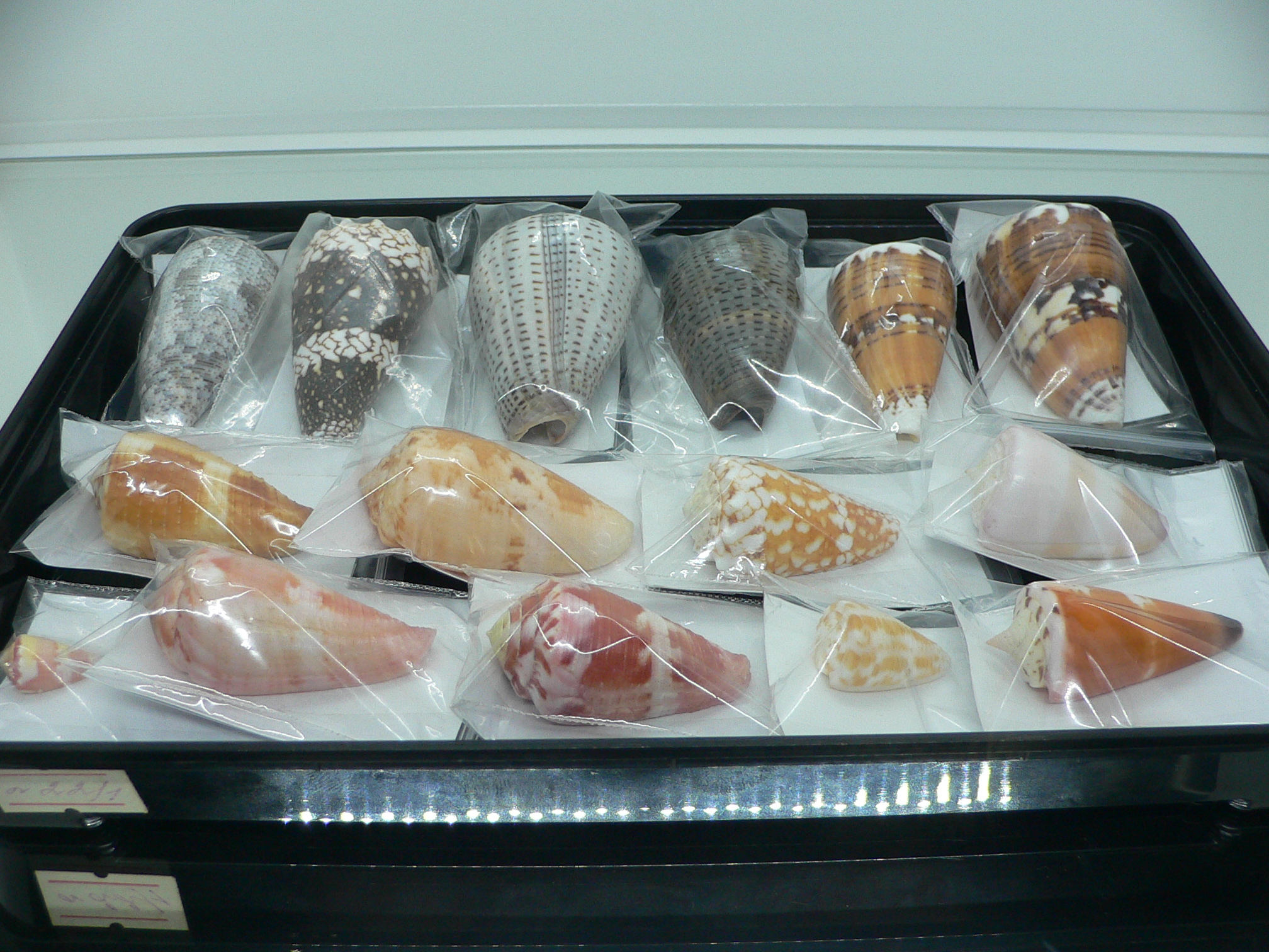 Conus glaucus ELONGATE