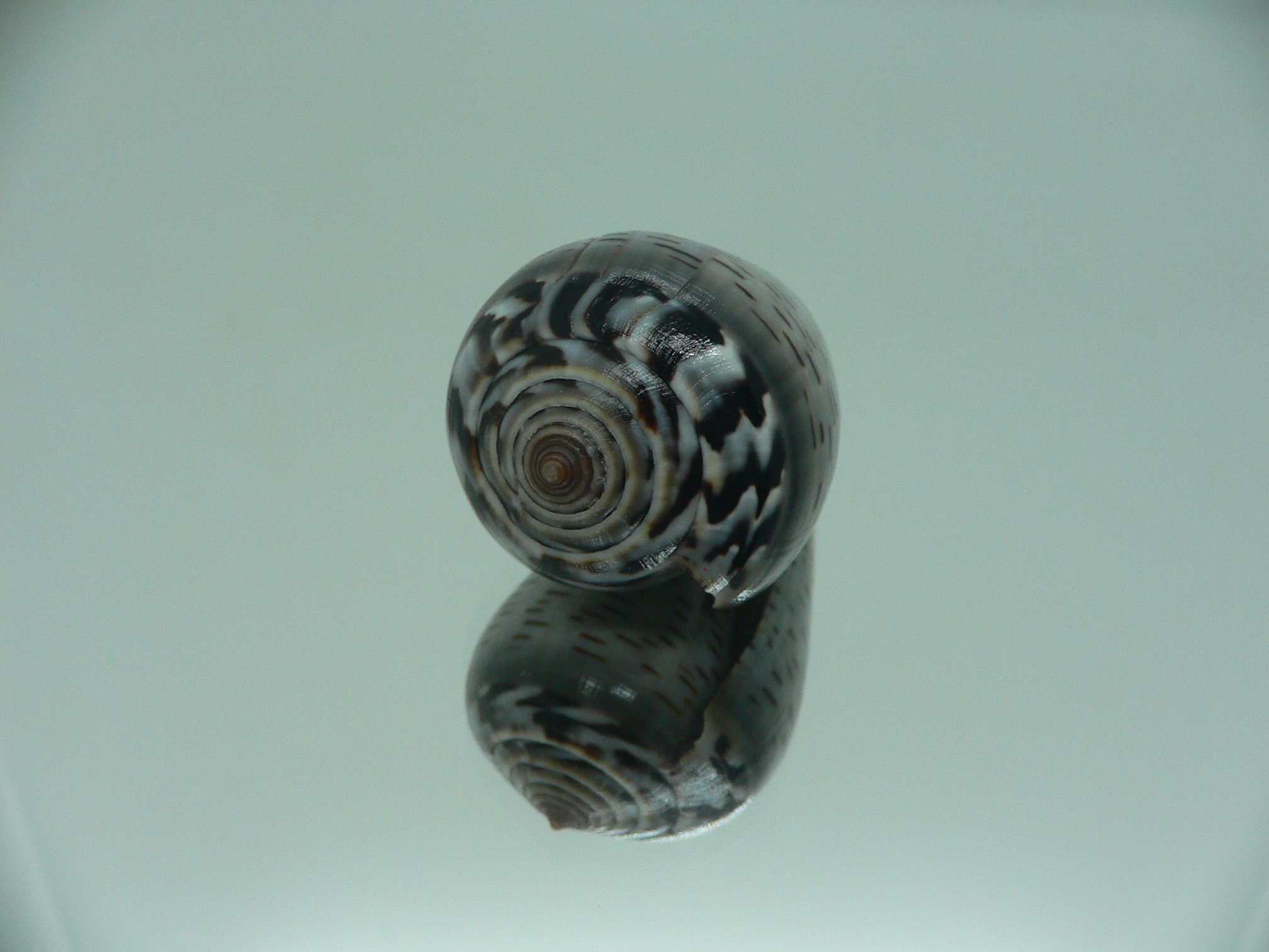 Conus glaucus ELONGATE