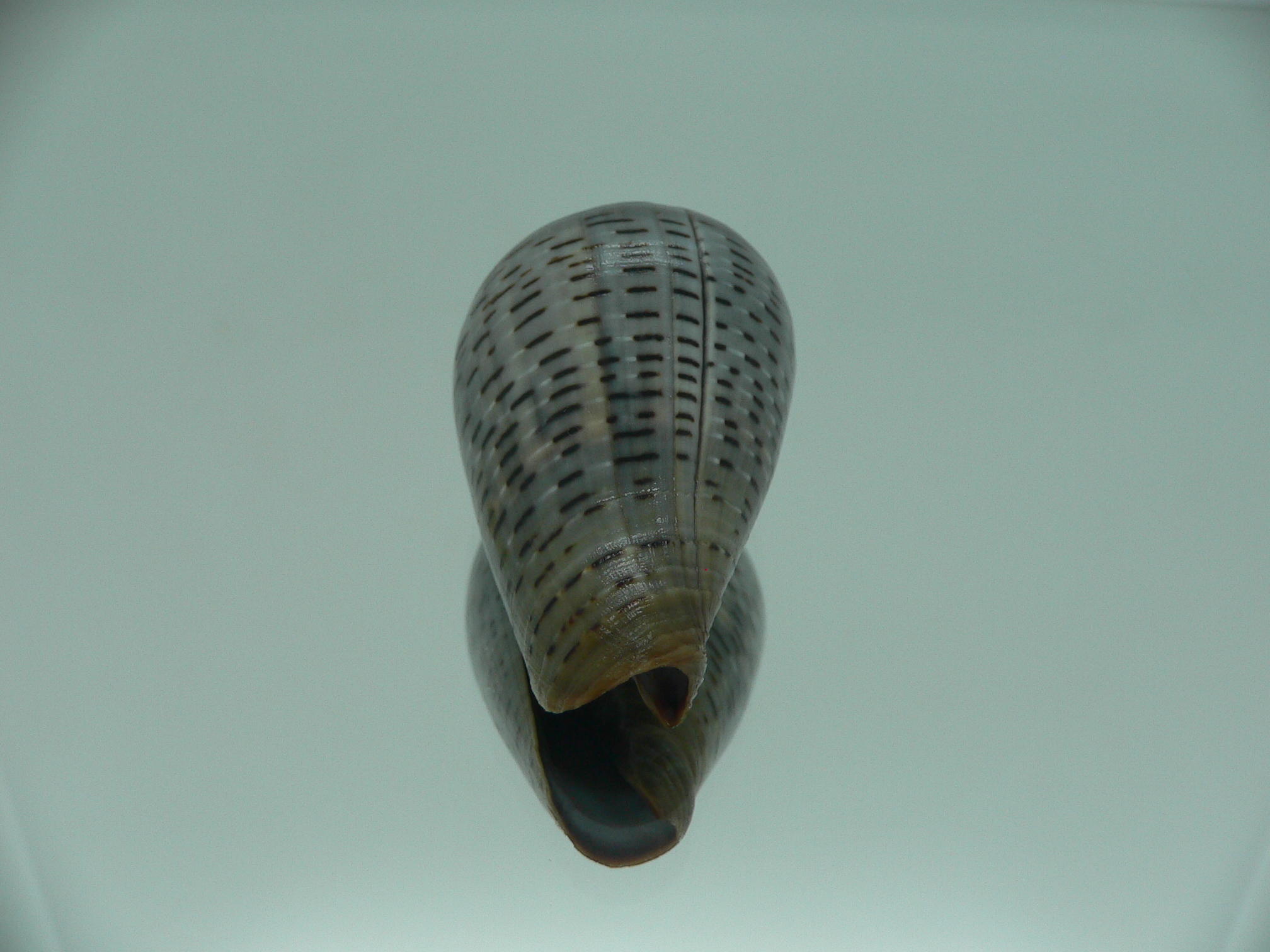 Conus glaucus ELONGATE