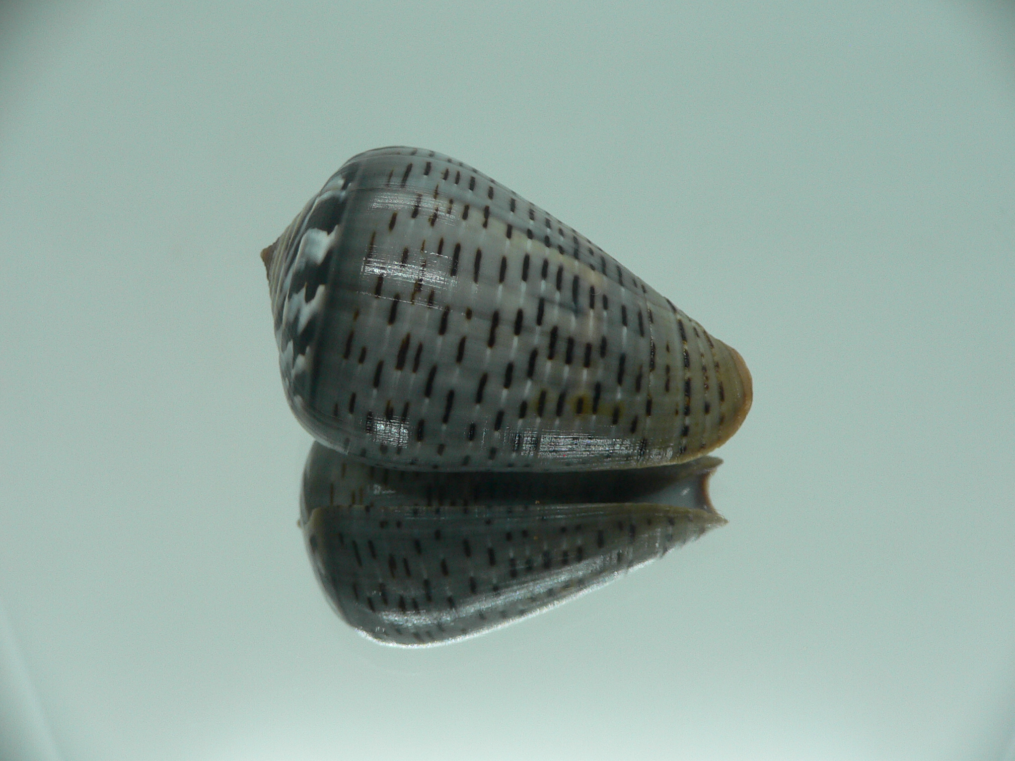 Conus glaucus ELONGATE