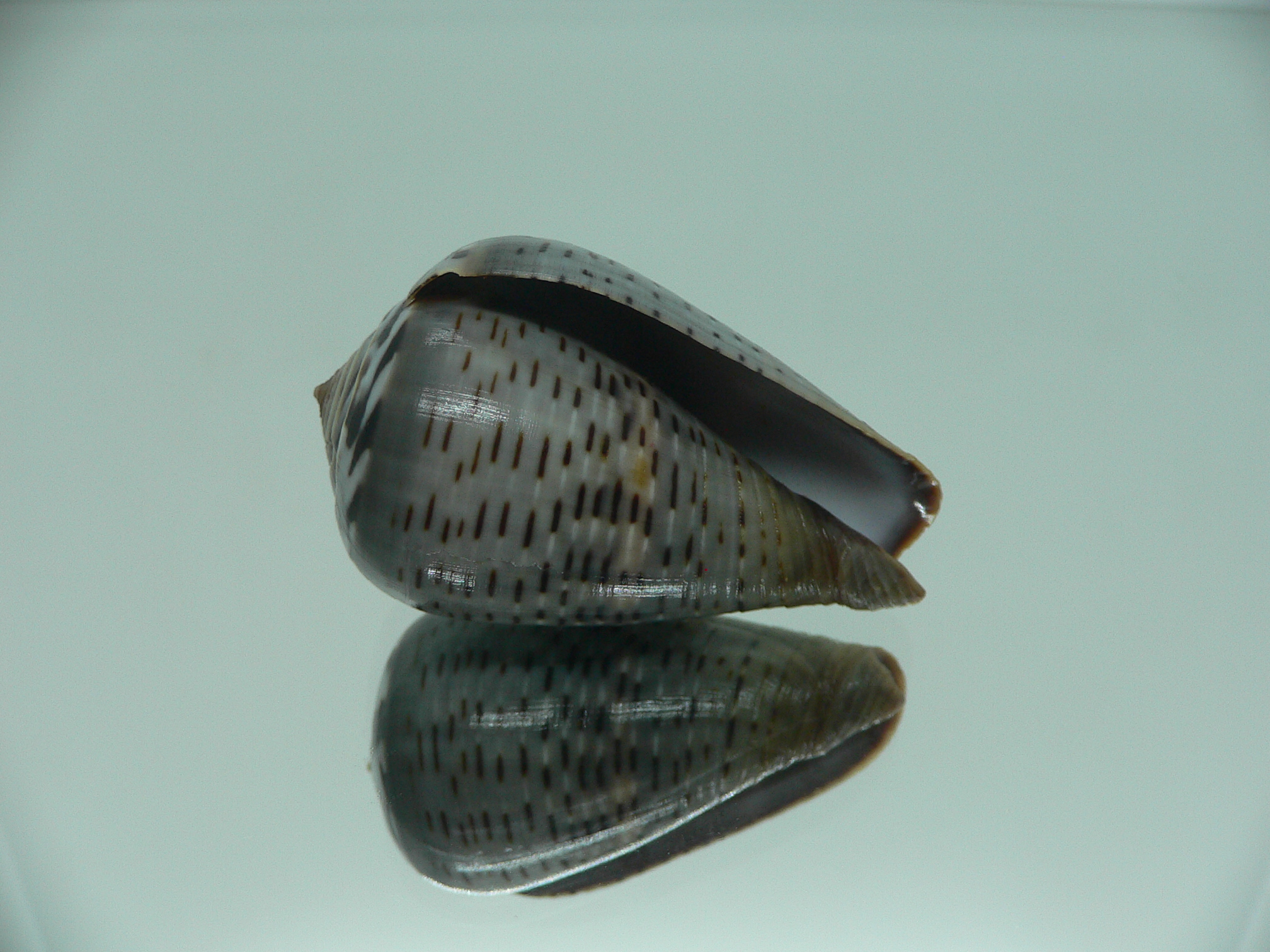 Conus glaucus ELONGATE