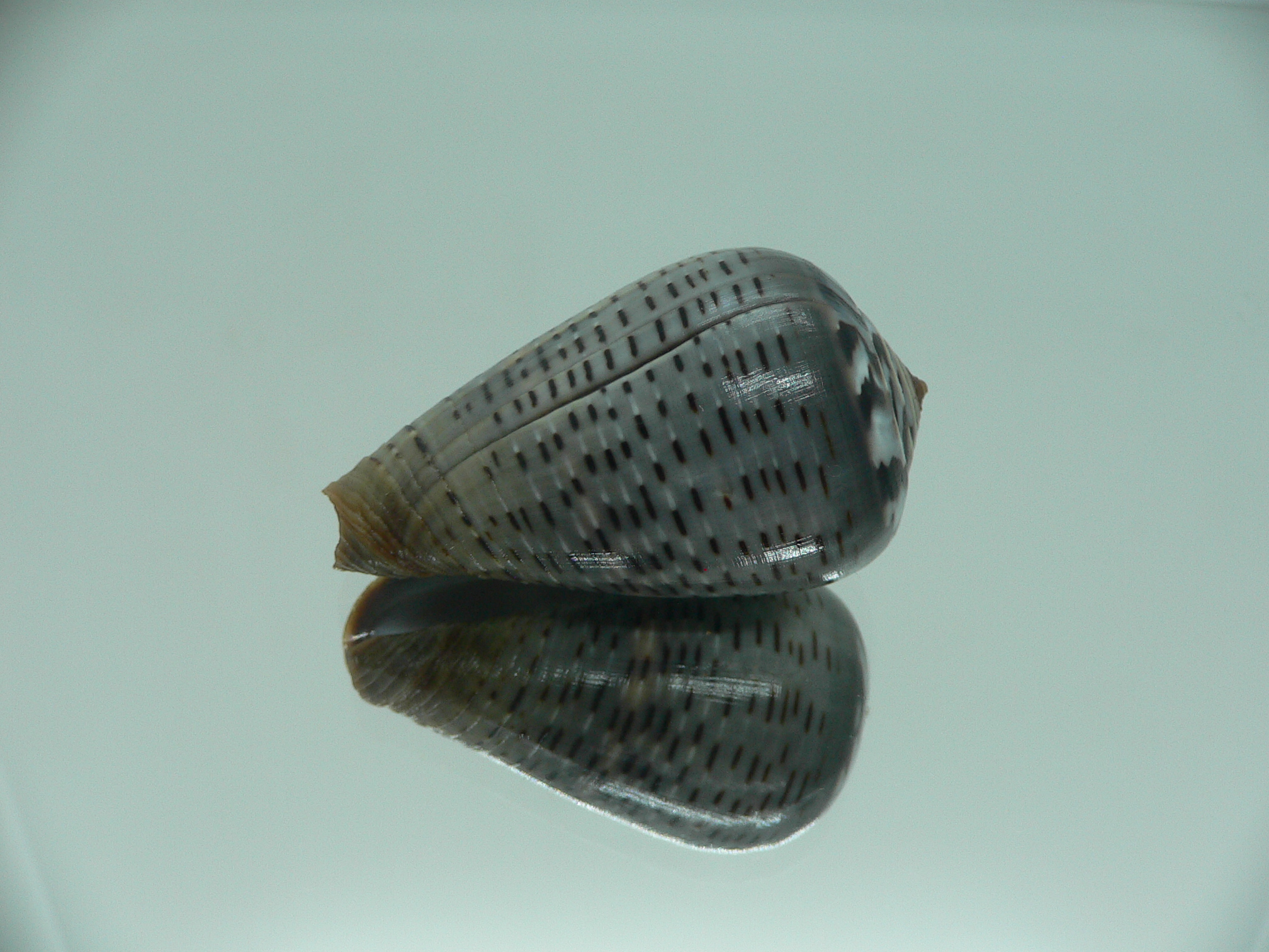 Conus glaucus ELONGATE