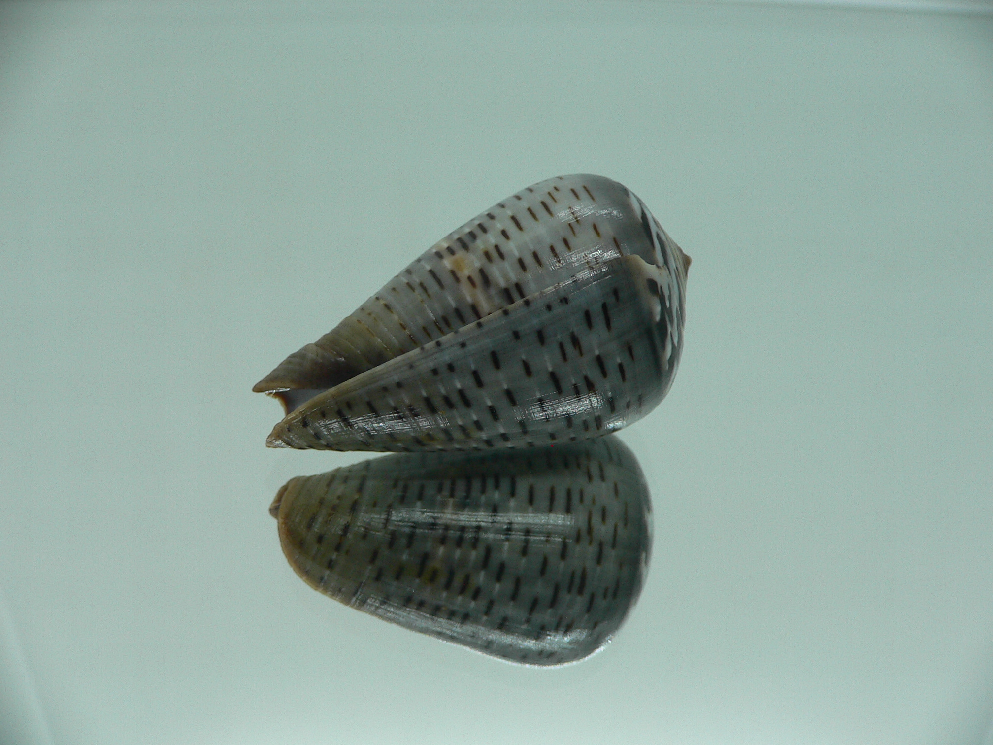 Conus glaucus ELONGATE