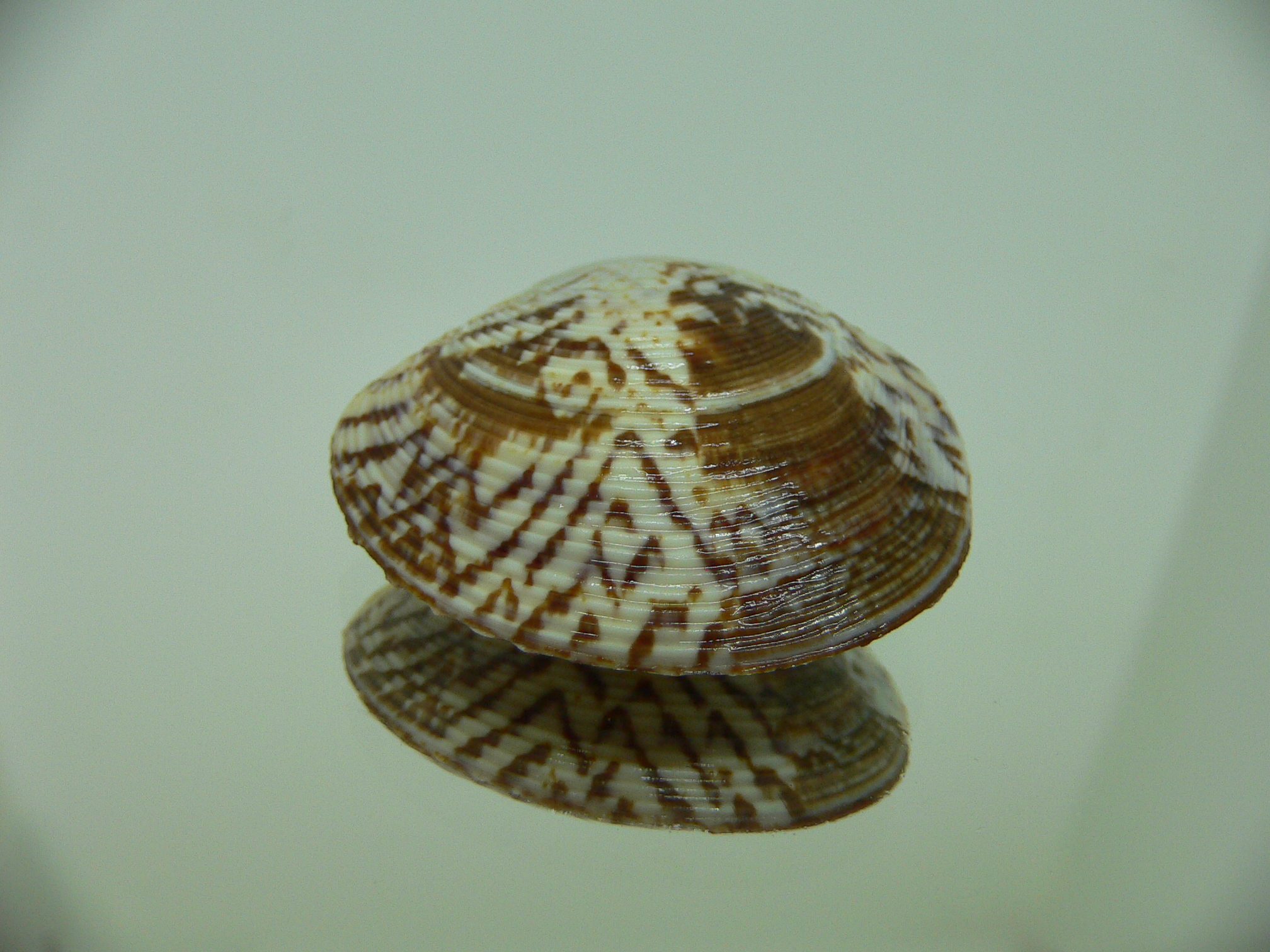 Circe scripta SUPER COLOR
