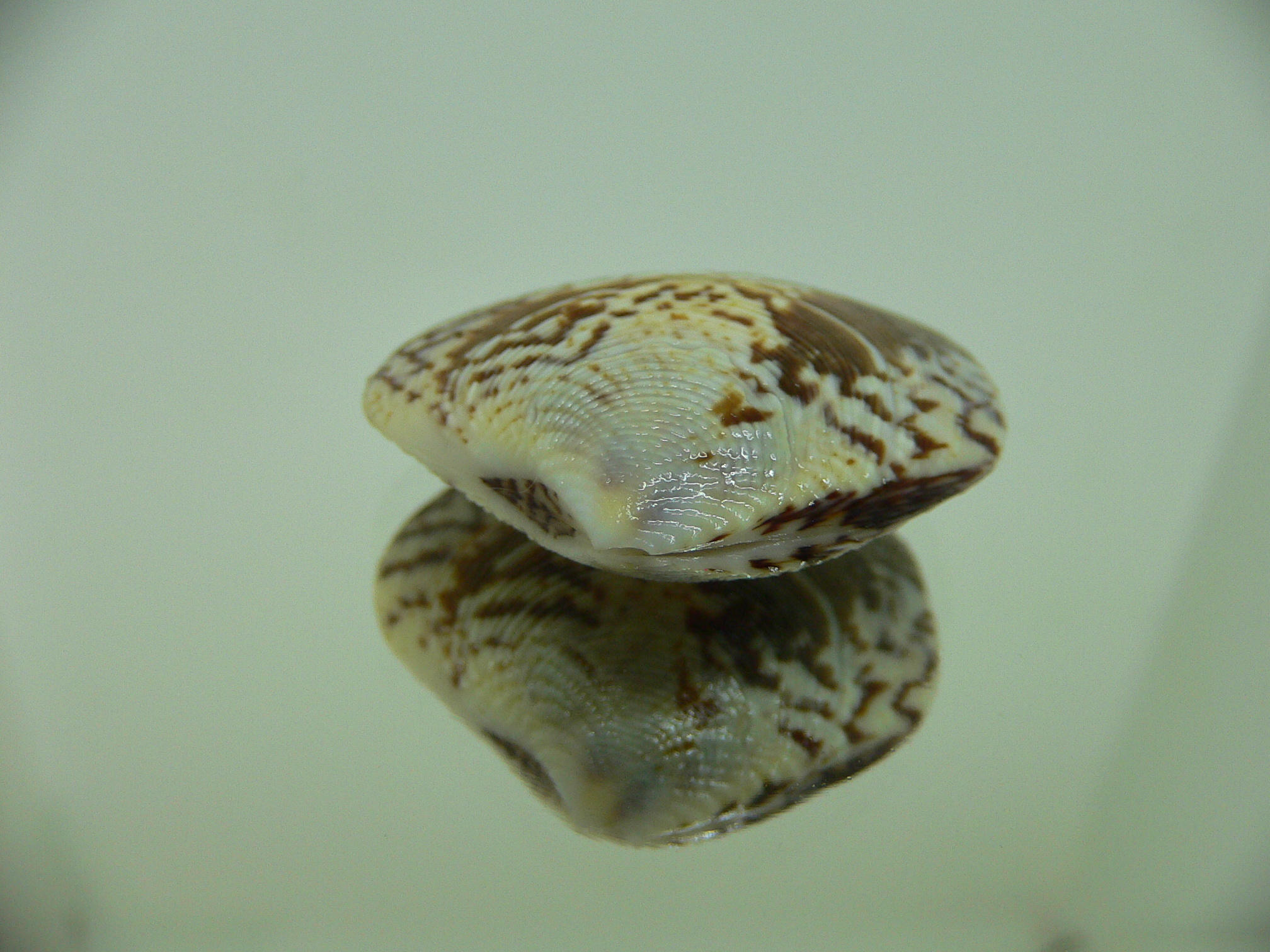 Circe scripta SUPER COLOR